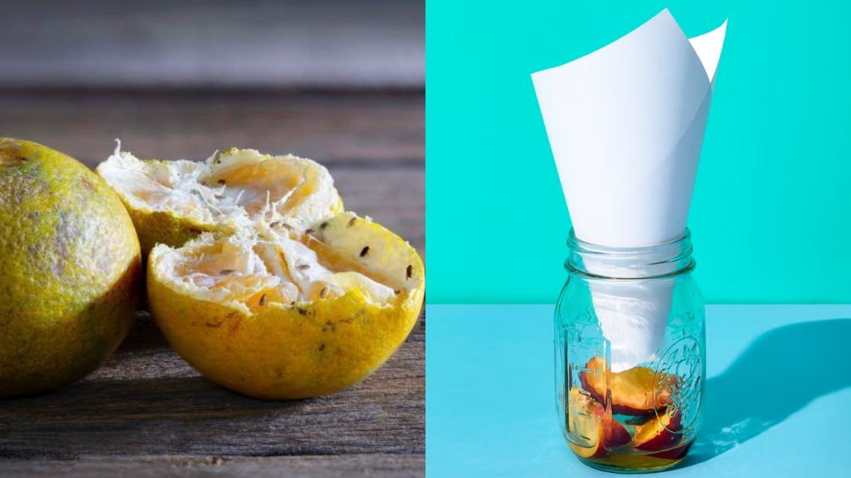 Плодових мушок можна легко позбутися Плодових мушок можна легко позбутися