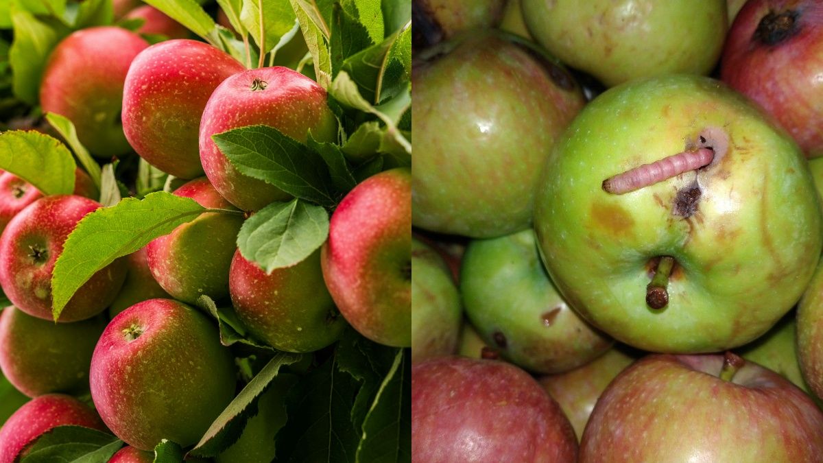 Прості способи, які позбавлять плоди черв'яків Прості способи, які позбавлять плоди черв'яків