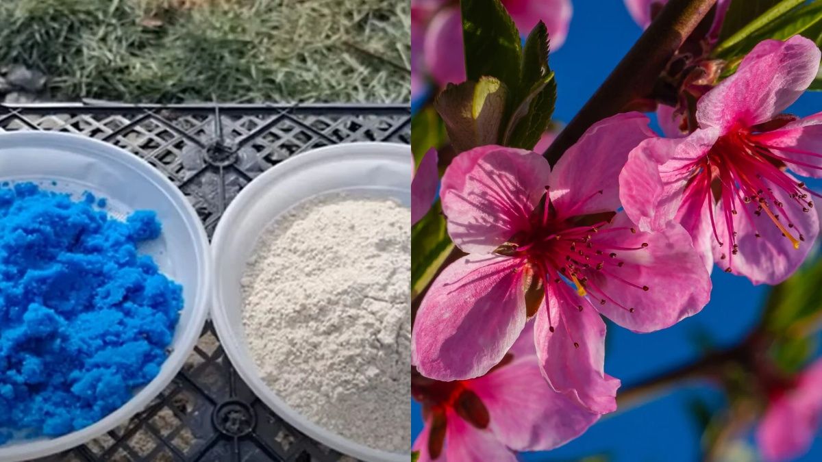 Бордосская смесь спасает растения от заболеваний