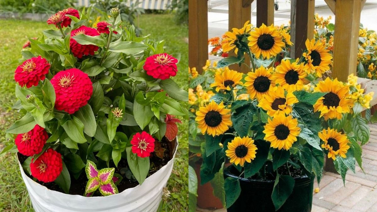 Цветы для ранней посадки