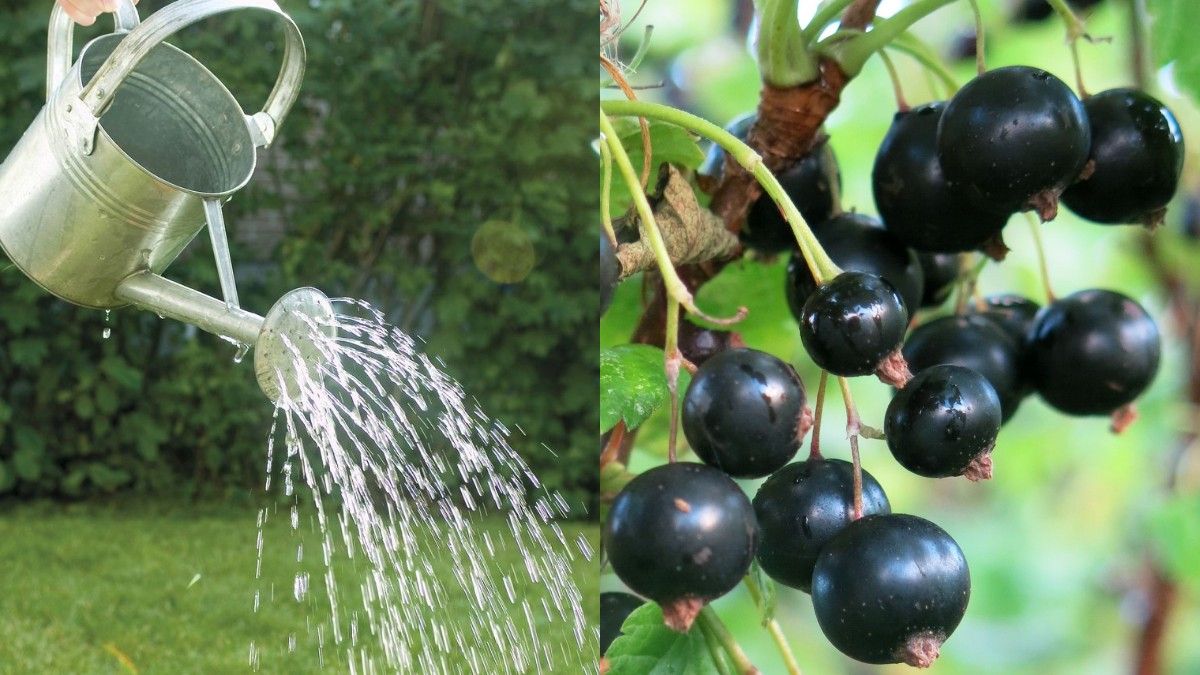 Смородину стоит обработать кипятком от вредителей