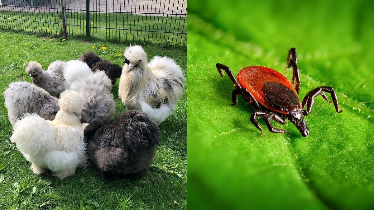 Шелковые куры питаются клещами