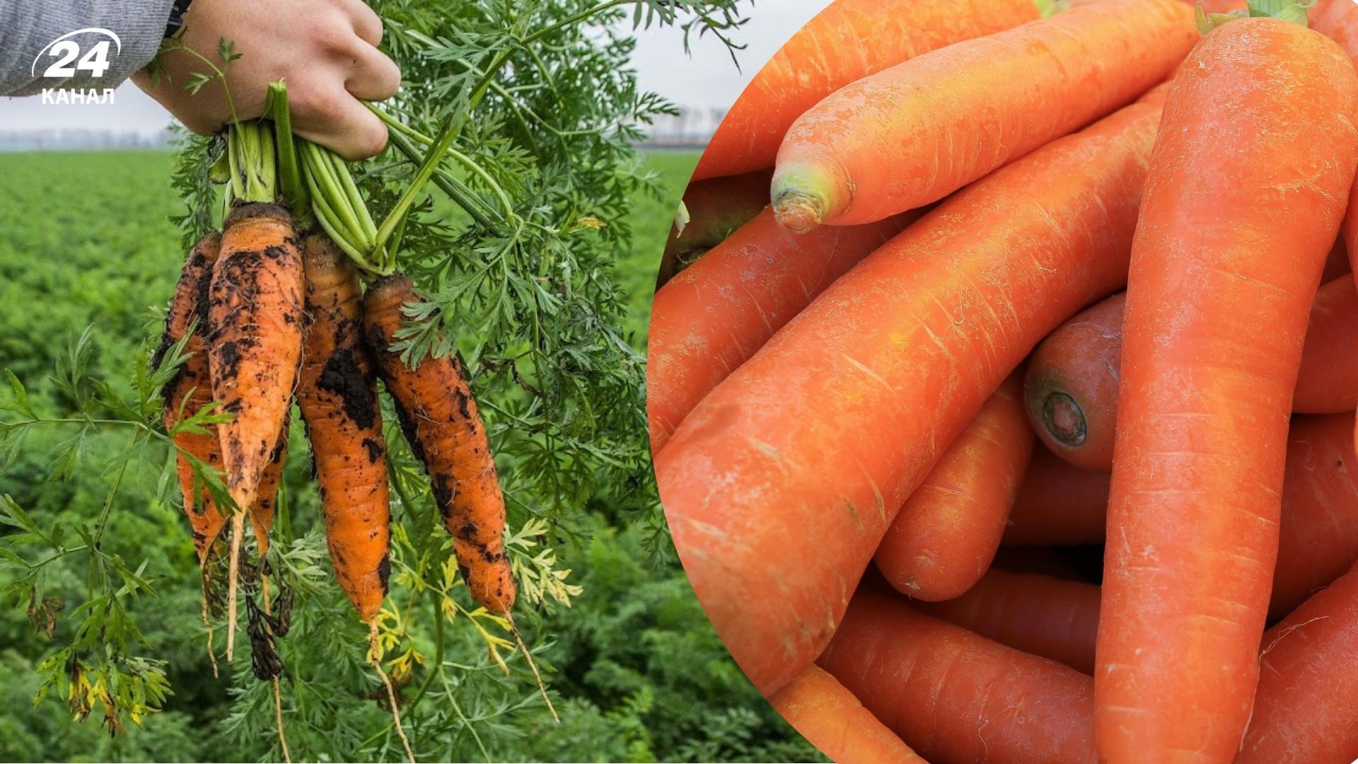 Правильний сорт дасть хороший урожай Правильний сорт дасть хороший урожай