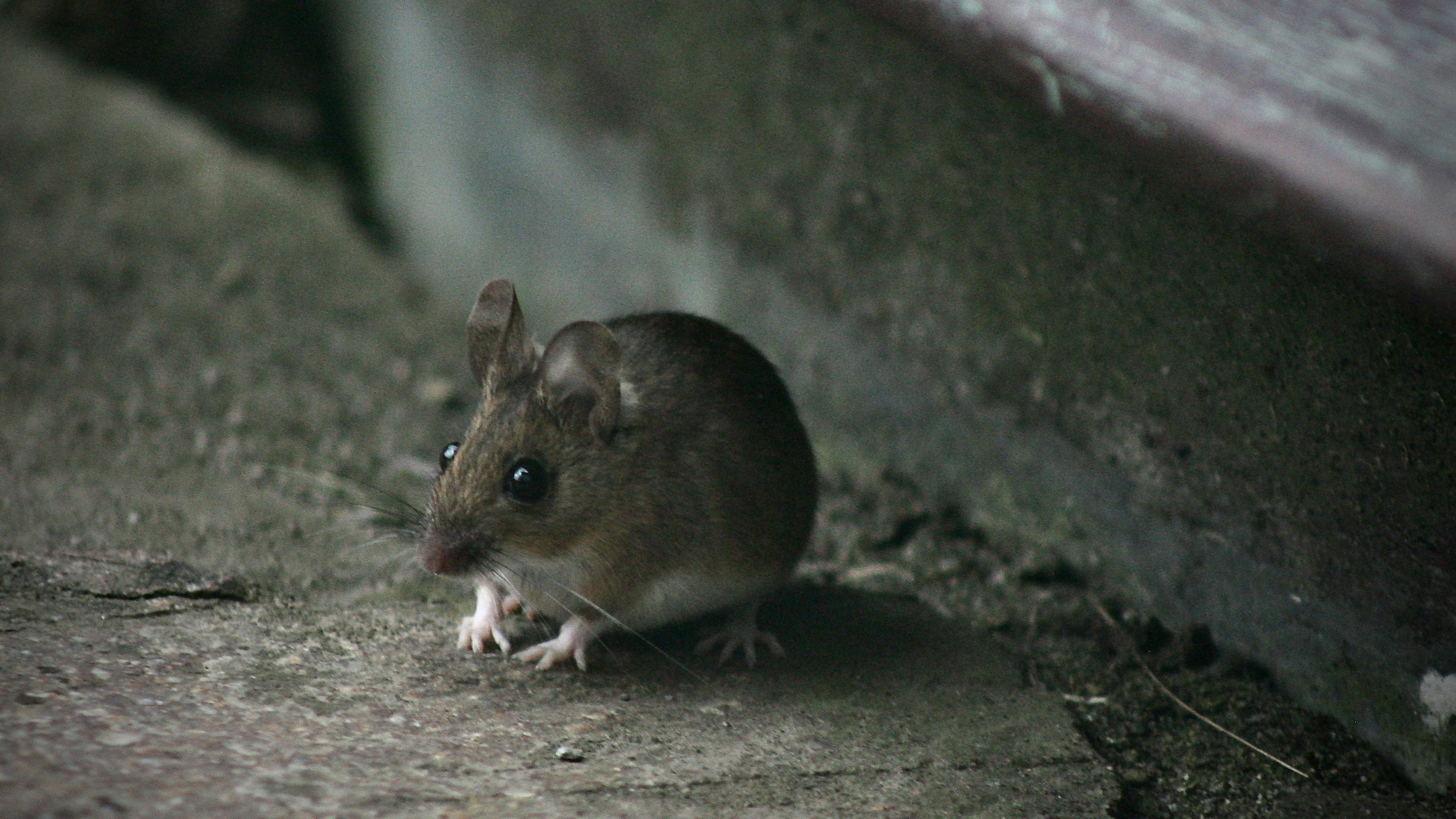Метод, який знищить всю колонію мишей Метод, який знищить всю колонію мишей
