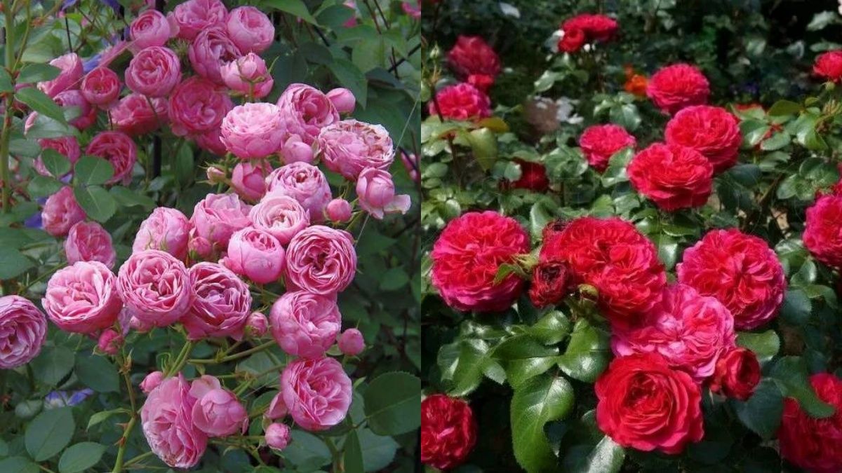 Найкращі сорти троянд