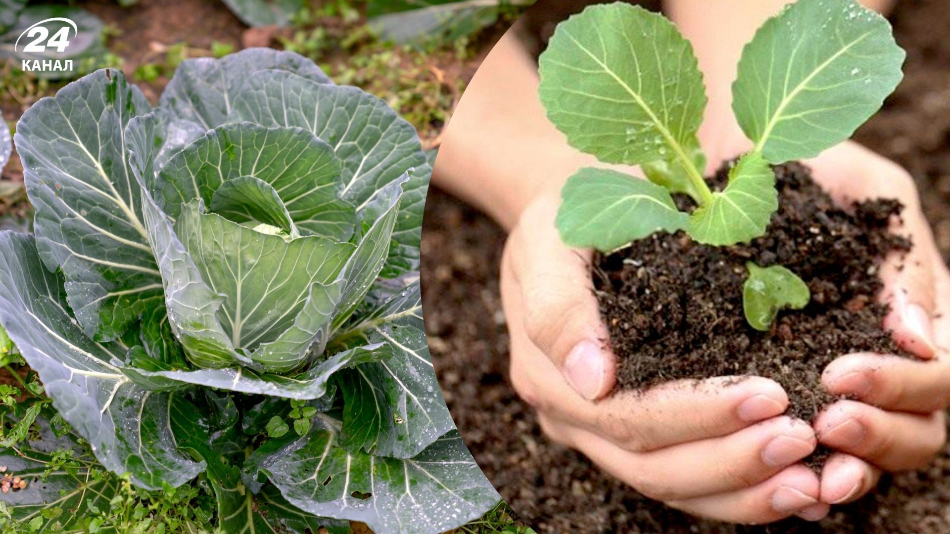 Время посадки рассады капусты Время посадки рассады капусты