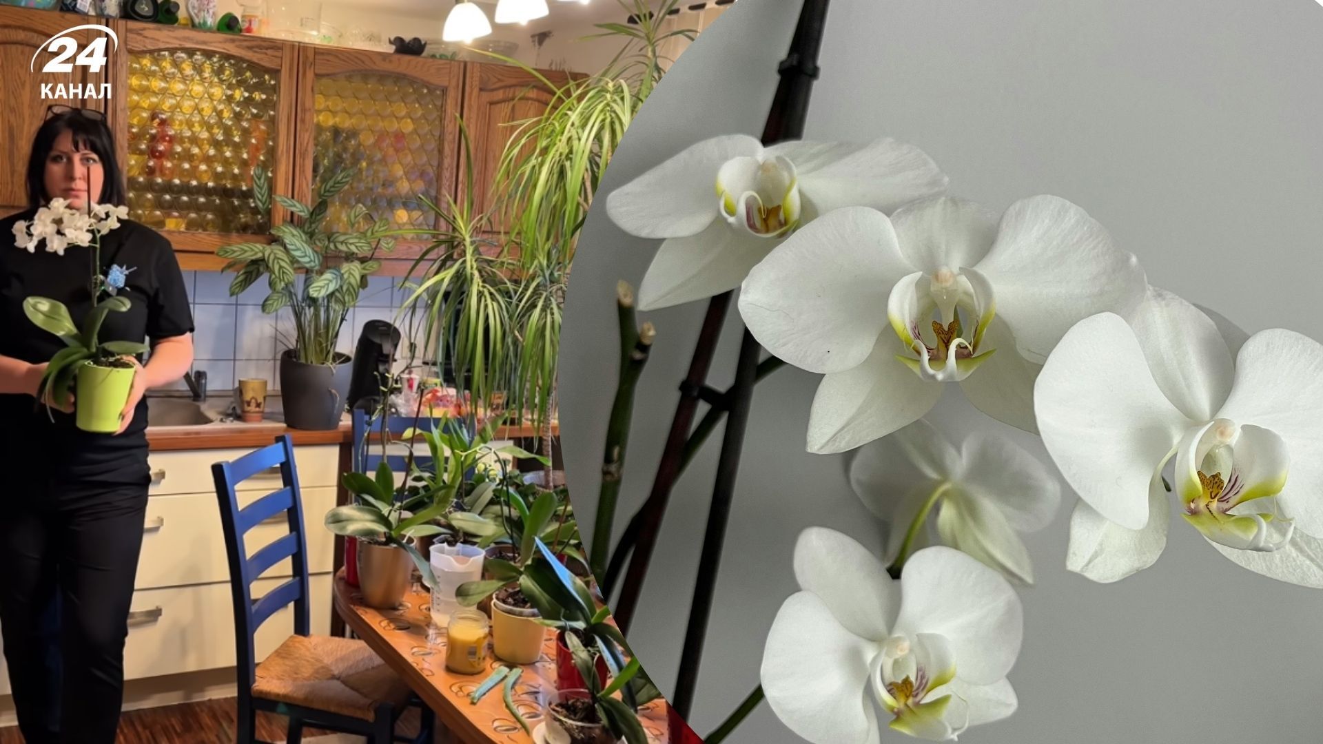 Простий рецепт для кращого росту орхідеї Простий рецепт для кращого росту орхідеї