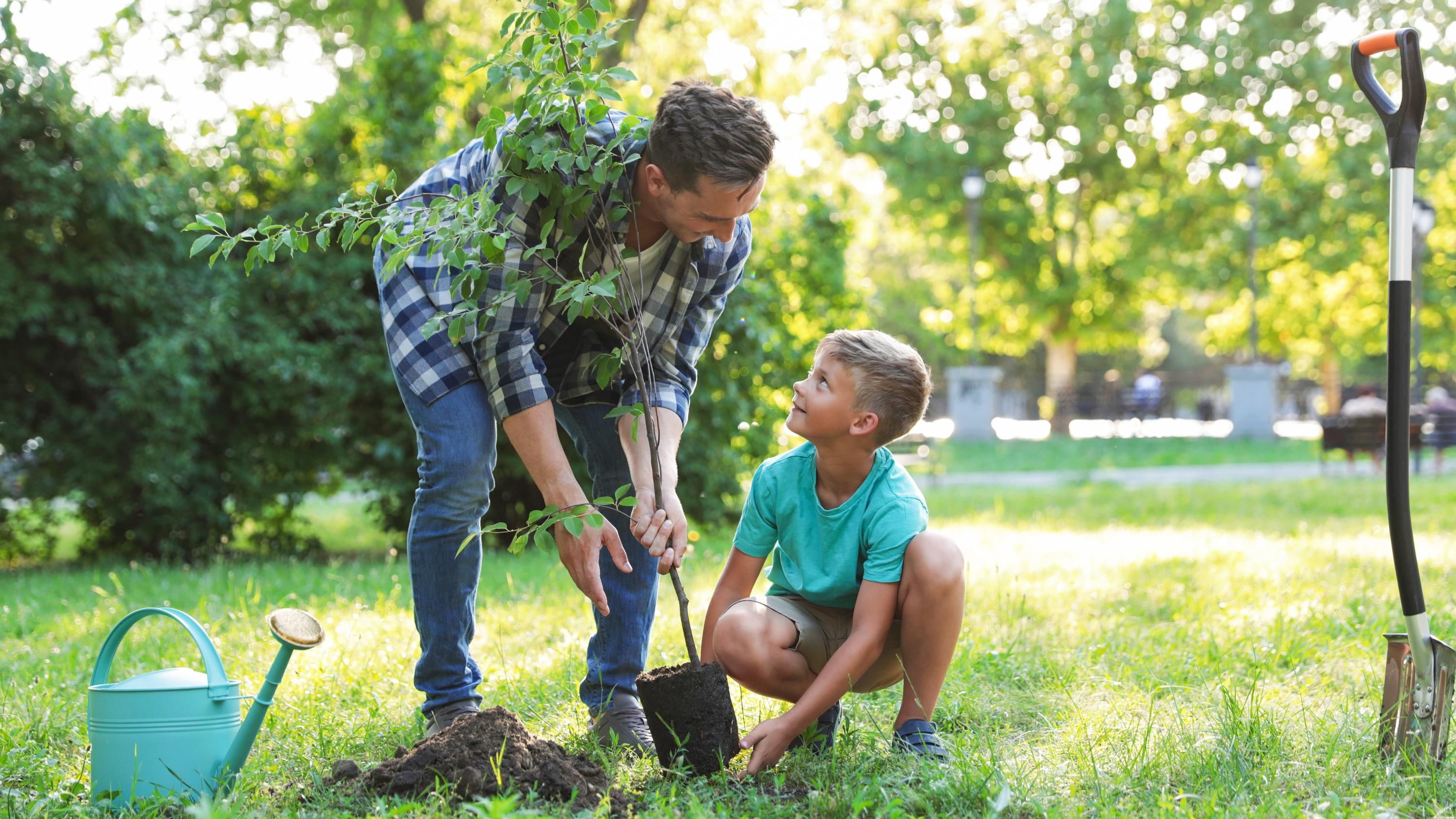 Плодовые деревья сажают весной Плодовые деревья сажают весной