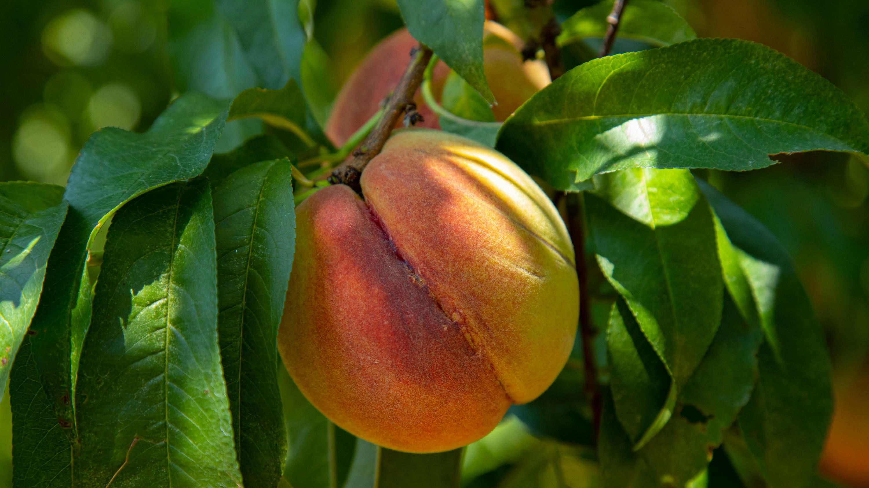 Садівник розповів про обробку персика чи абрикоса Садівник розповів про обробку персика чи абрикоса
