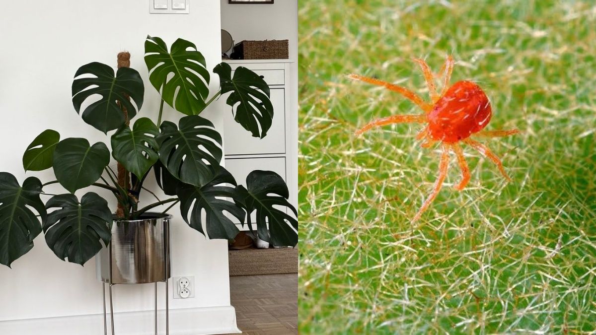 Павутинний кліщ нищить рослини Павутинний кліщ нищить рослини