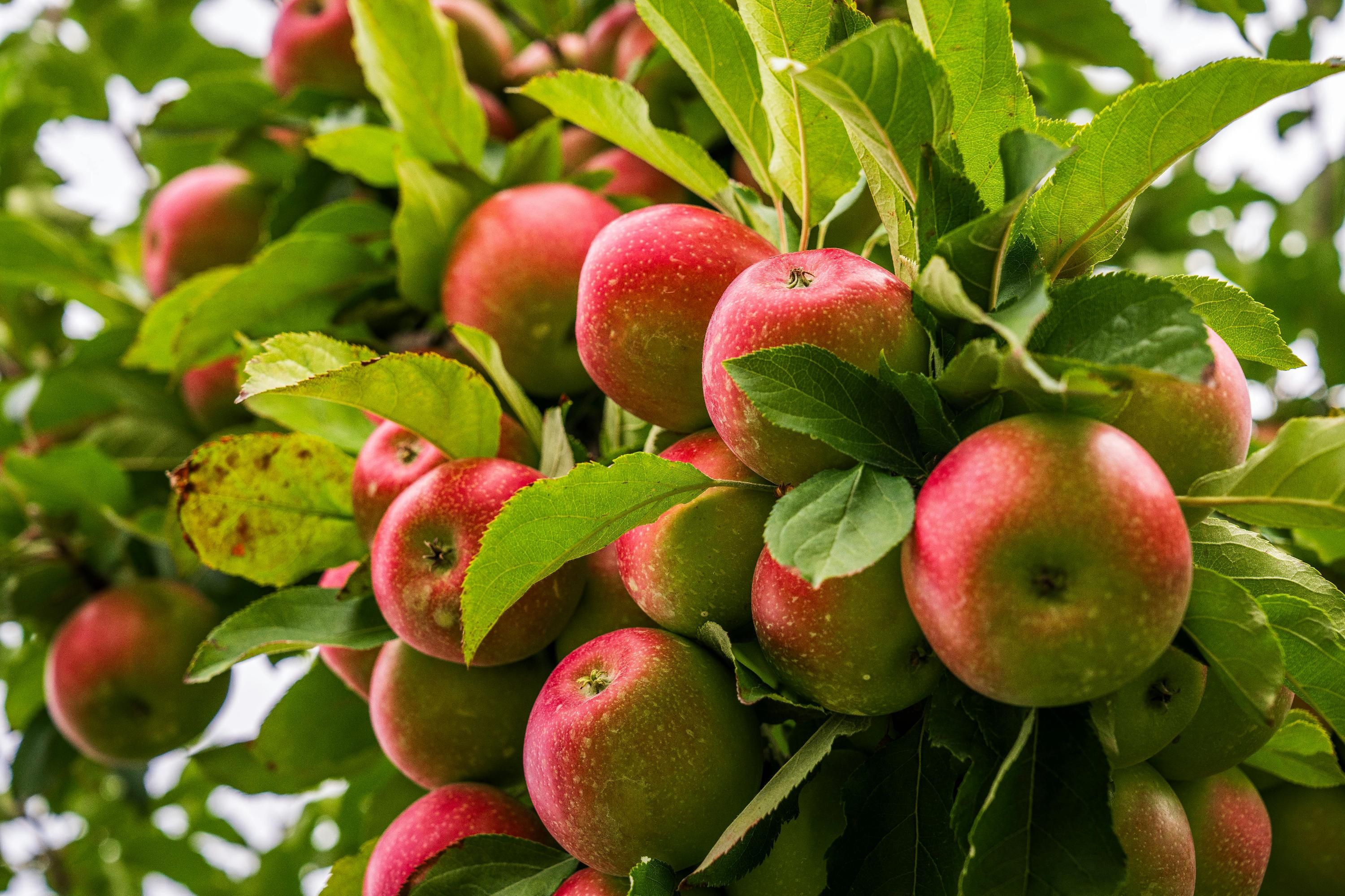Поруч з яблунями варто садити деякі рослини Поруч з яблунями варто садити деякі рослини