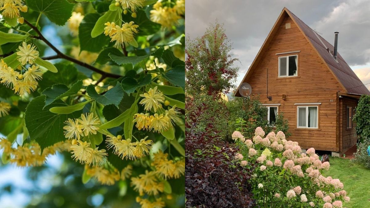 Что говорят народные приметы о липе возле дома Что говорят народные приметы о липе возле дома