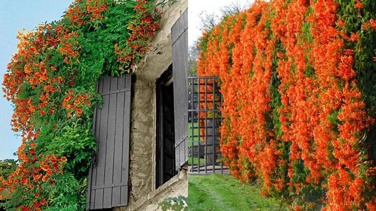 Кампсис украшает заборы