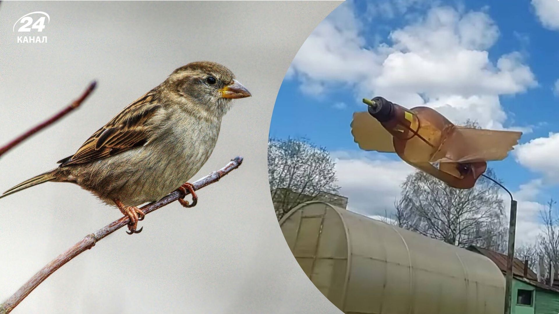 Птиц с участка легко отпугнуть Птиц с участка легко отпугнуть