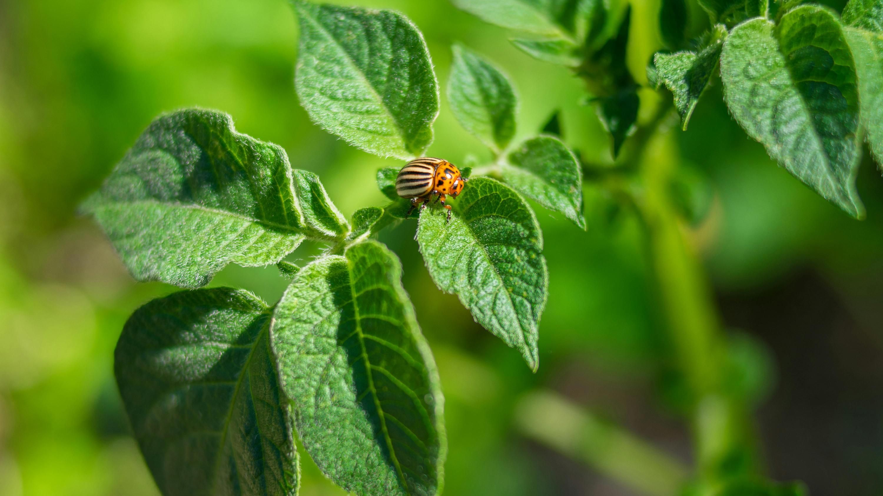 Рослини відлякують колорадських жуків