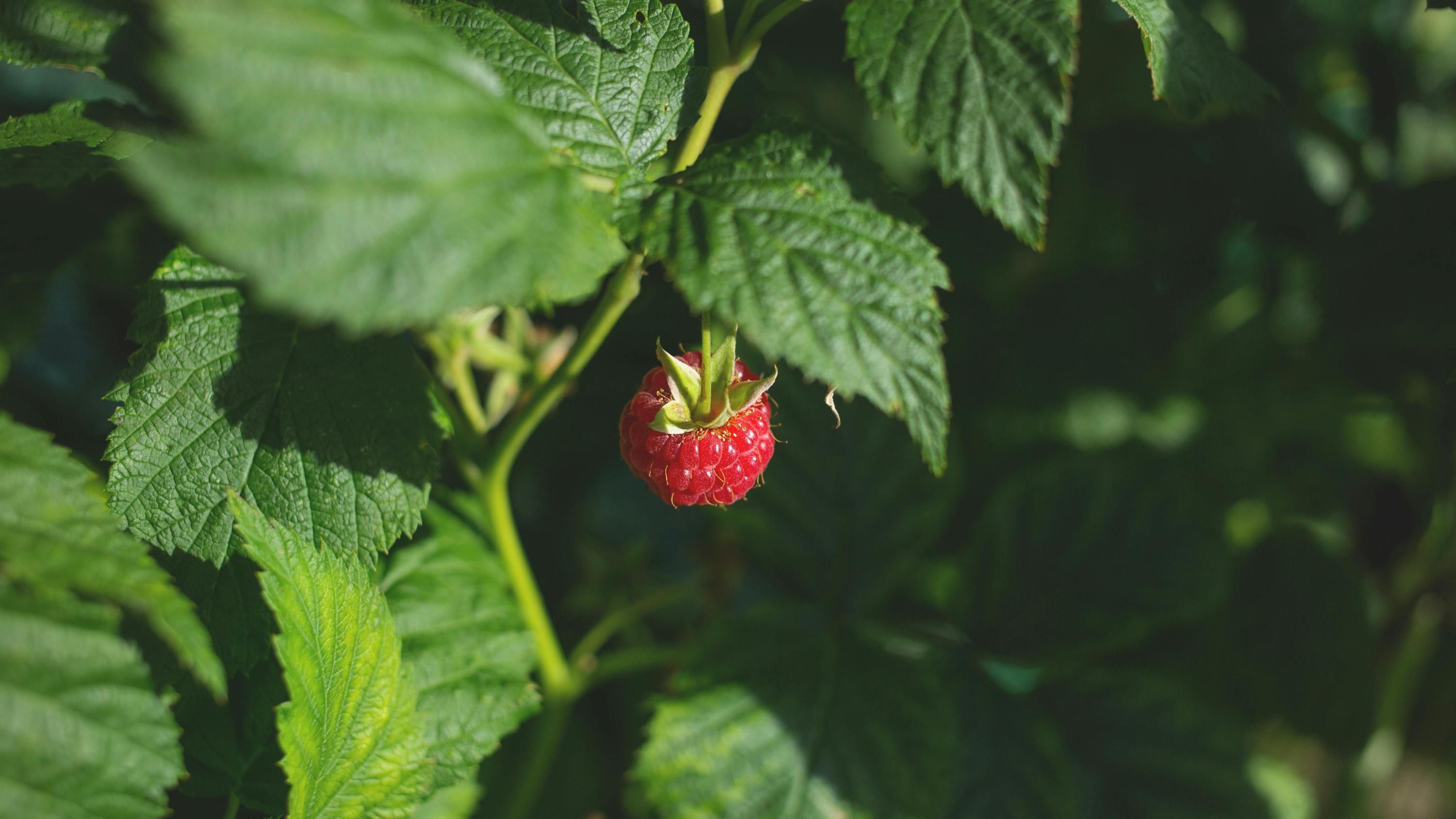 Названы растения, которые нельзя сажать рядом с малиной Названы растения, которые нельзя сажать рядом с малиной
