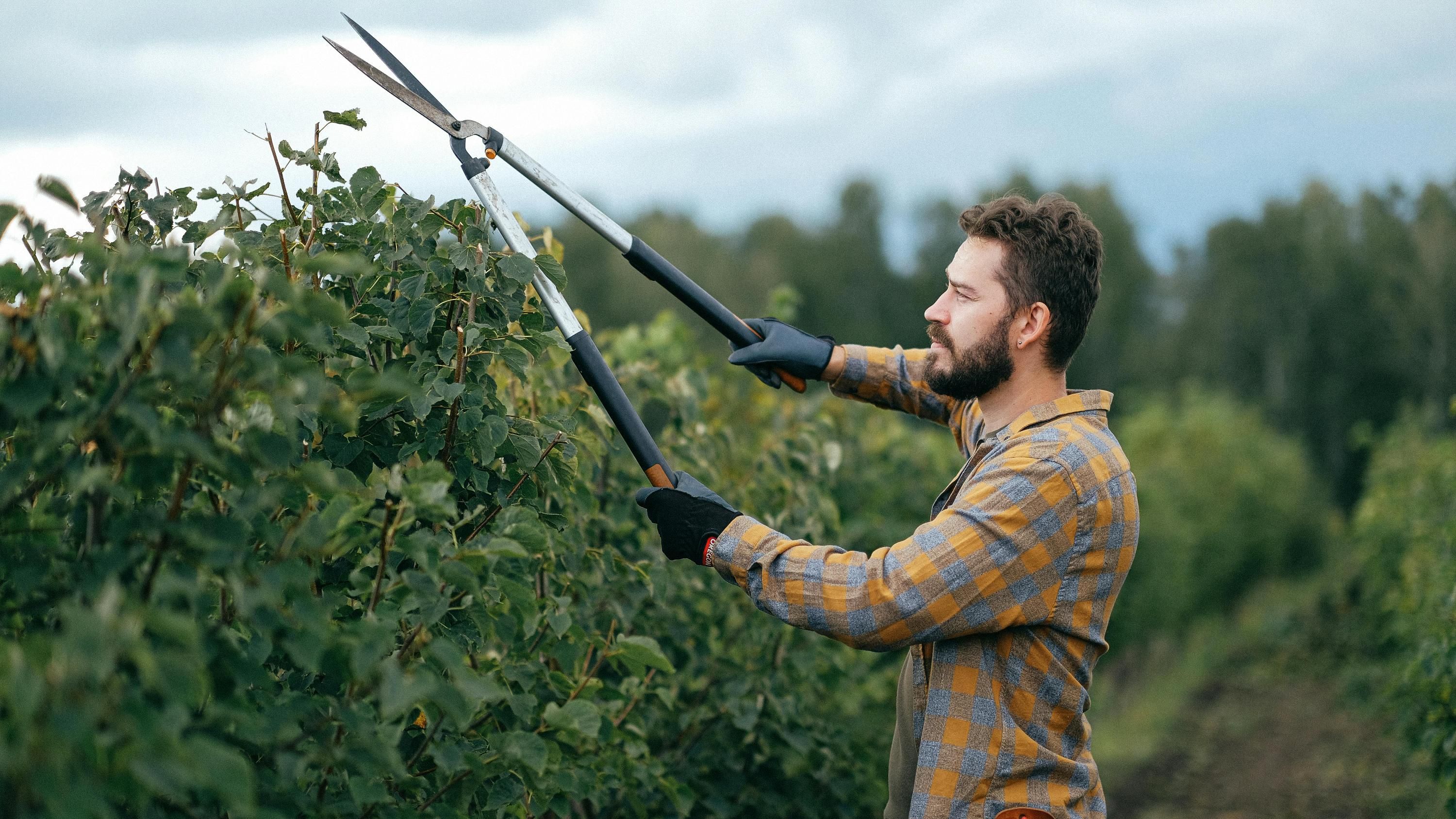 Зріз дерева після обрізки треба захистити Зріз дерева після обрізки треба захистити
