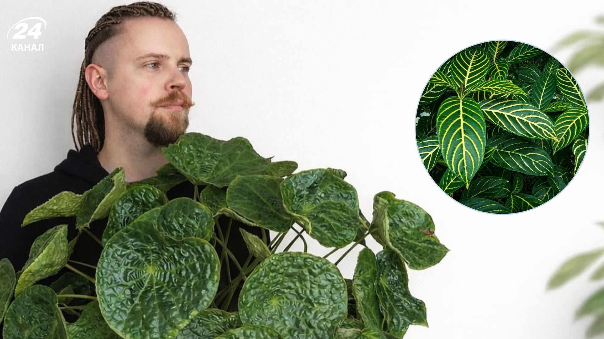 Растения, которые могут расти без естественного света