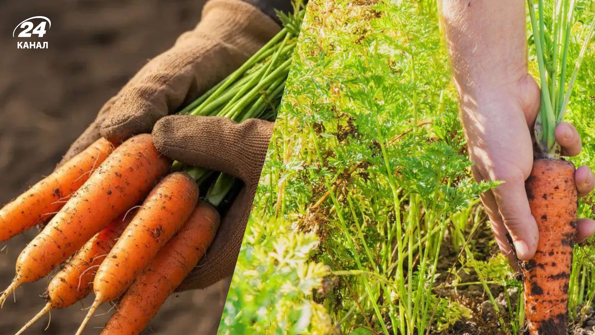 Морву сеять очень просто и легко Морву сеять очень просто и легко