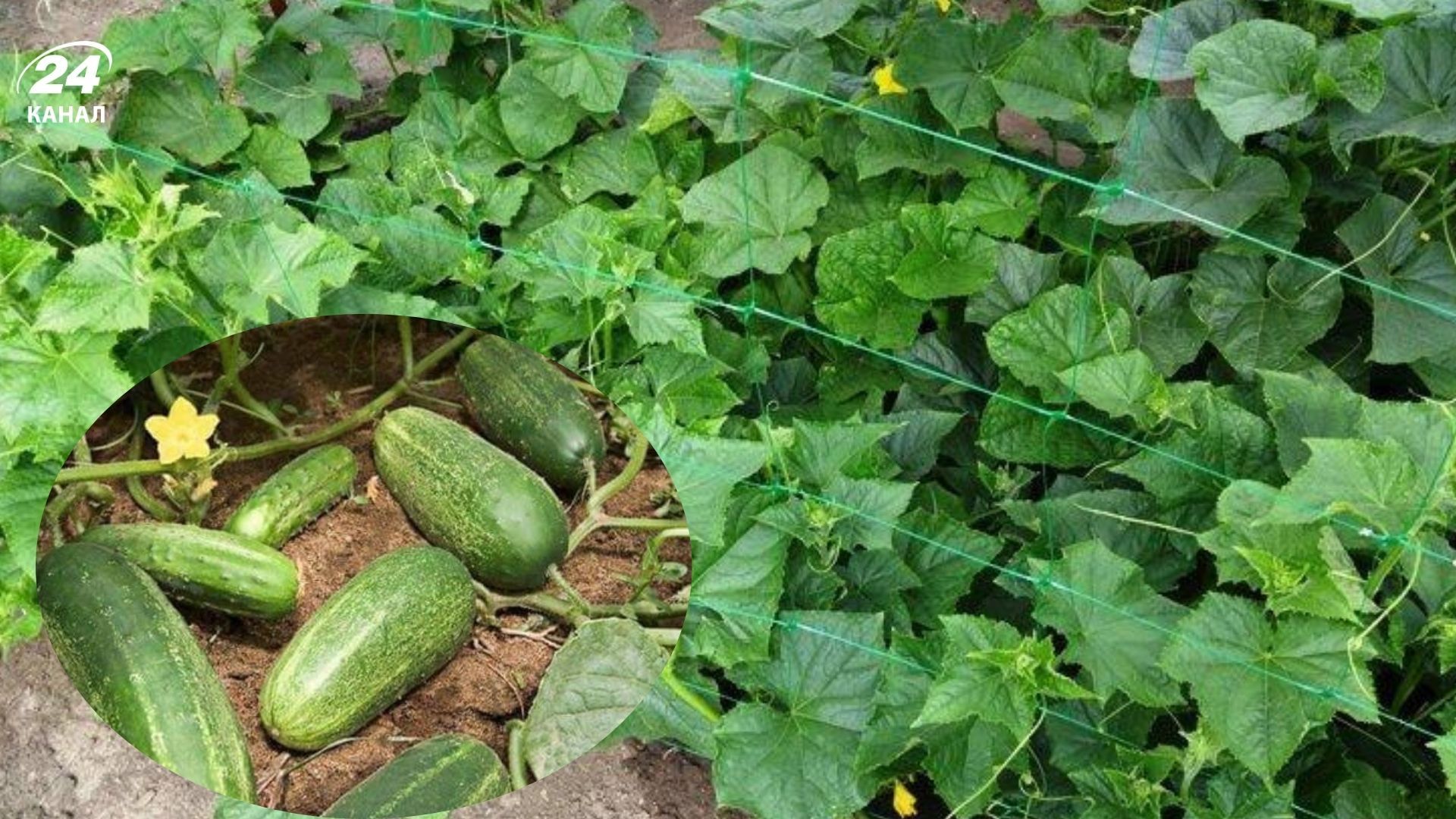 Какое удобрение для огурцов является лучшим