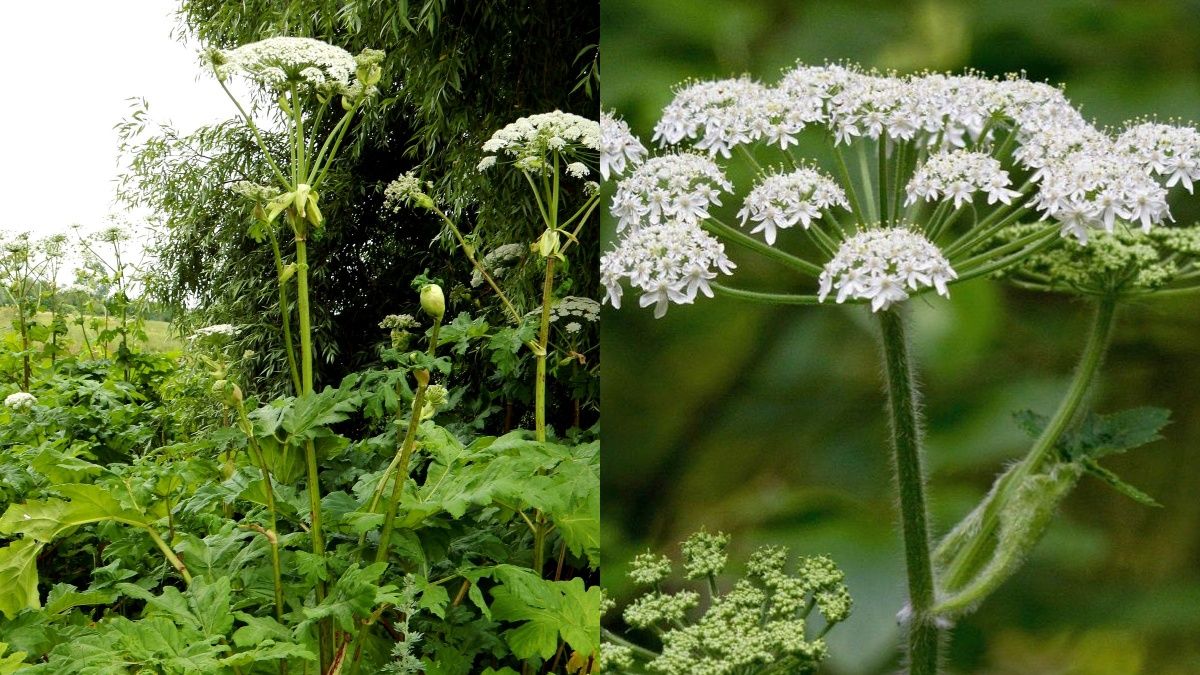 Борщевик является сильно опасным растением