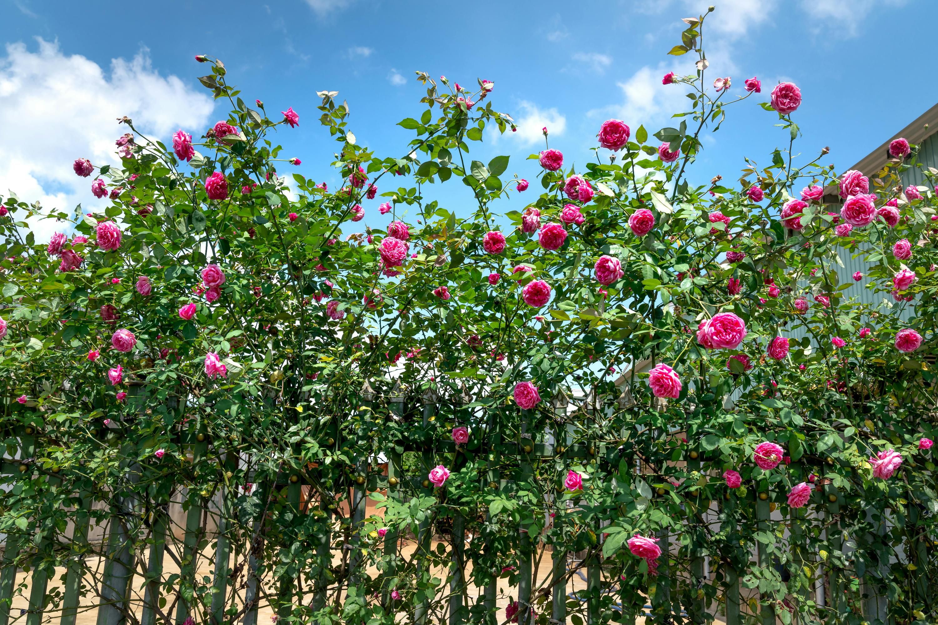 Молочное опрыскивание полезно для роз