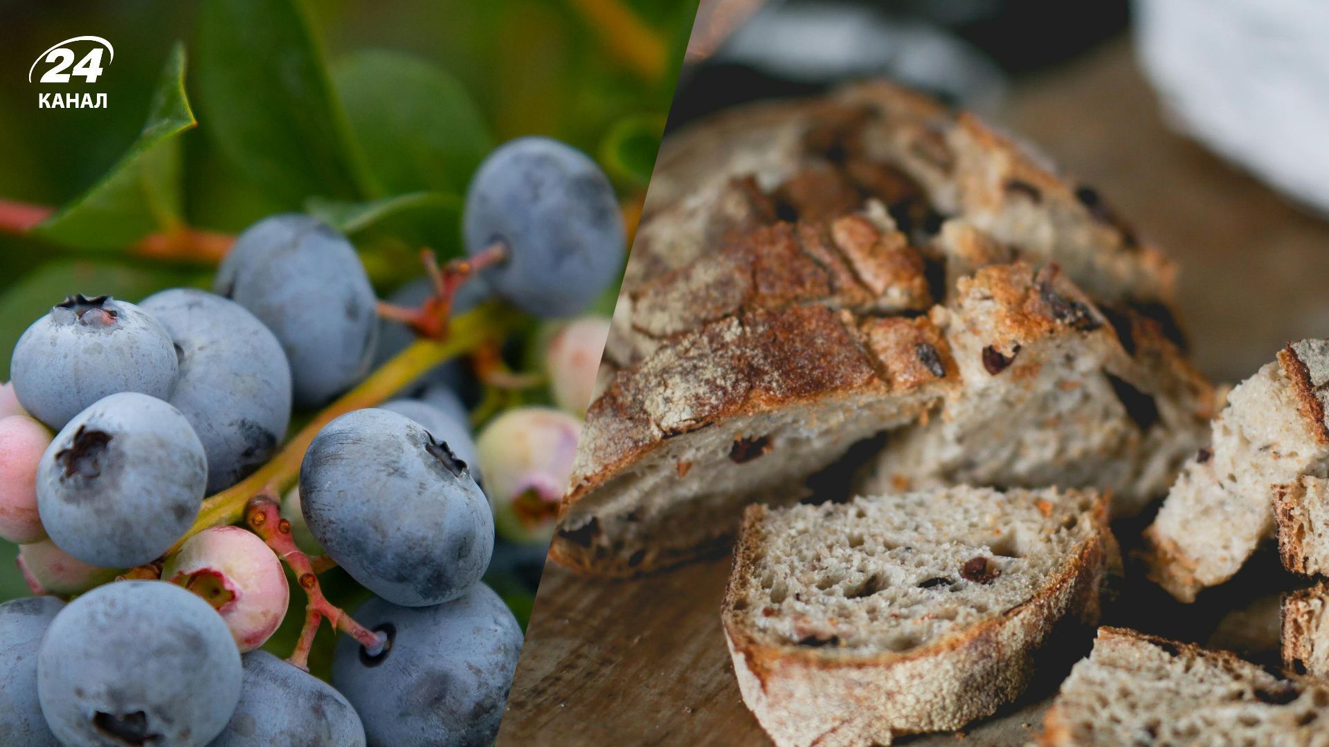 Цікавий метод підживлення лохини Цікавий метод підживлення лохини