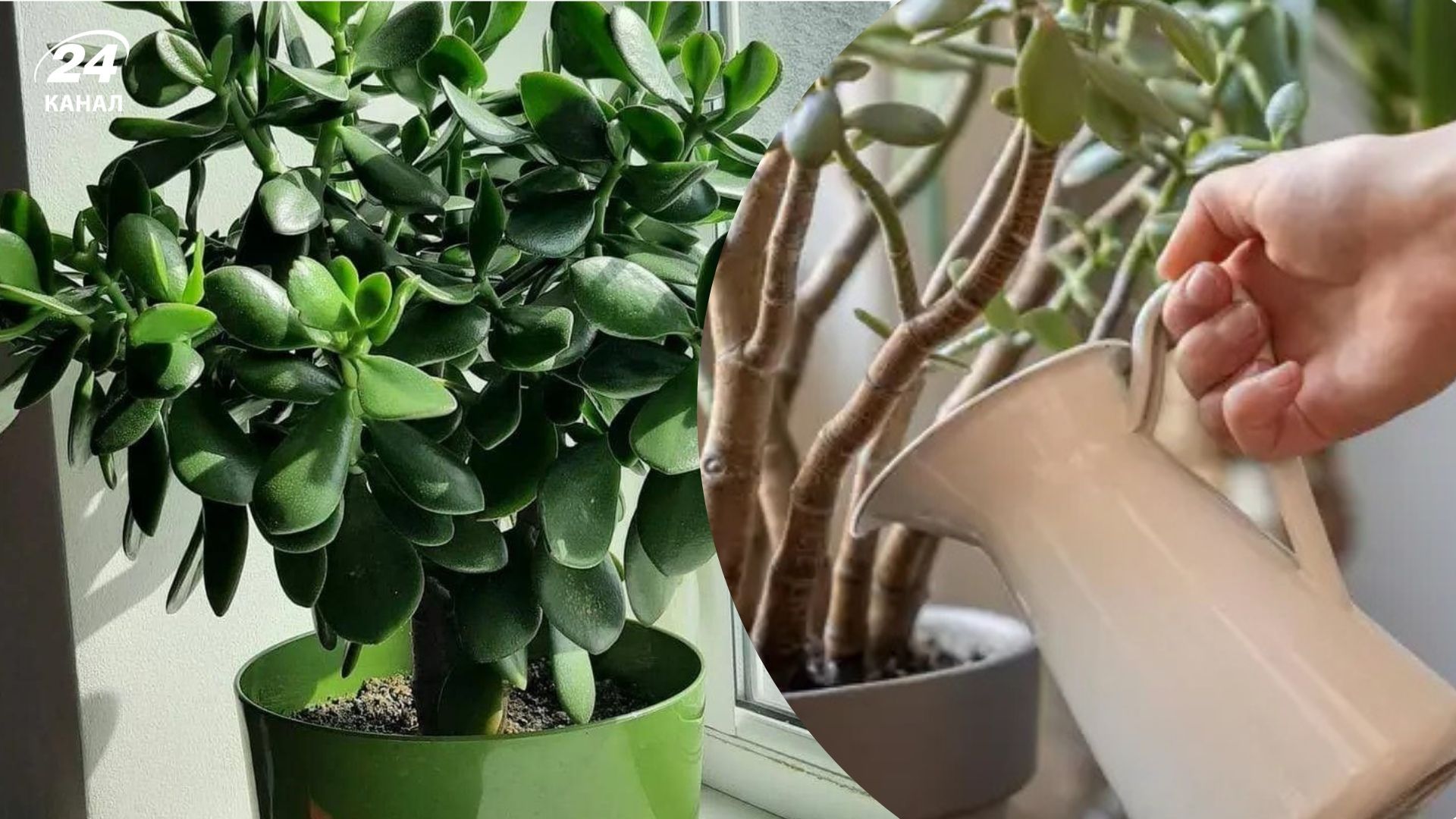 Цветоводы рассказали об уходе за растением