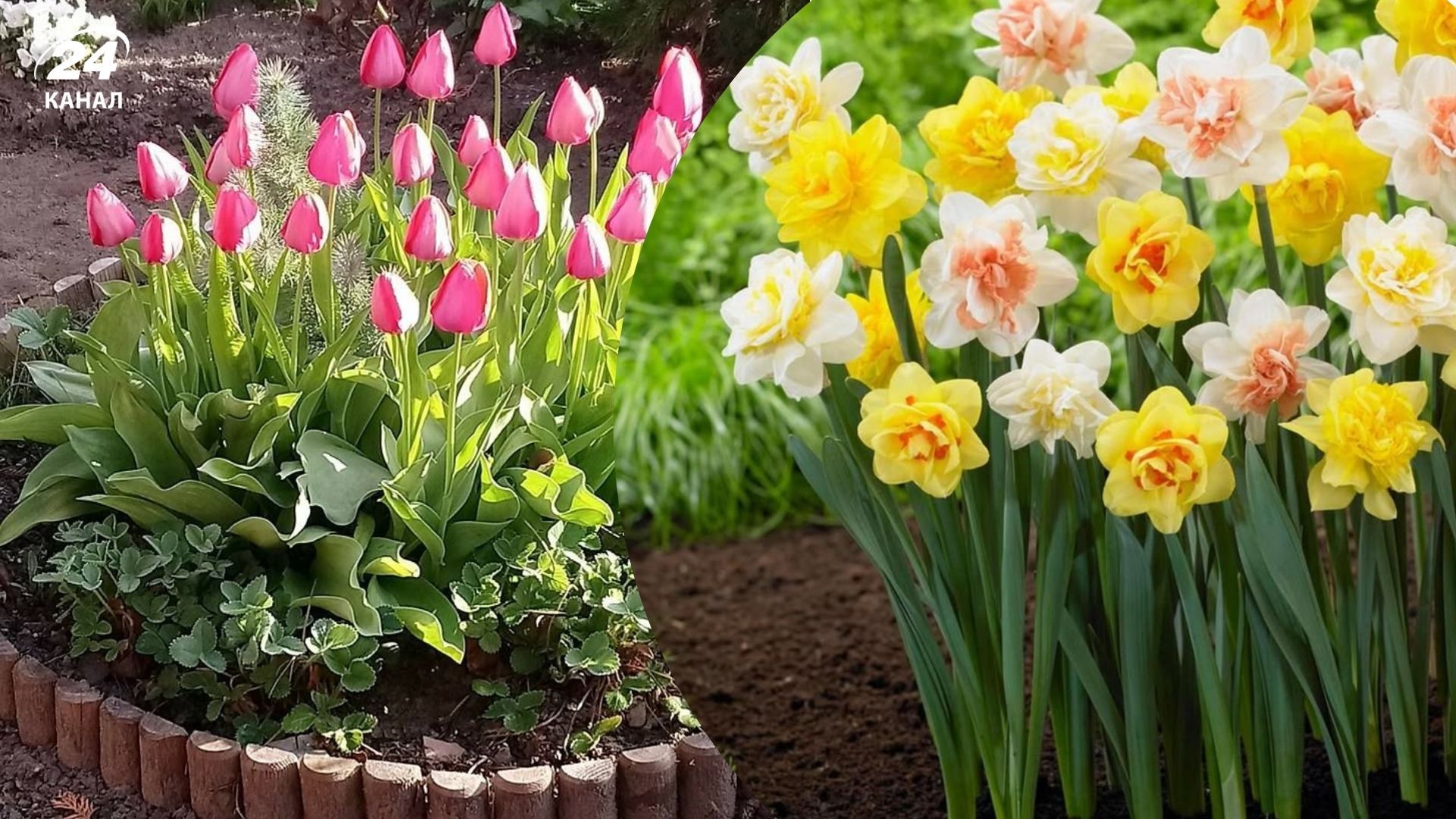 Садоводы рассказали об уходе за цветами