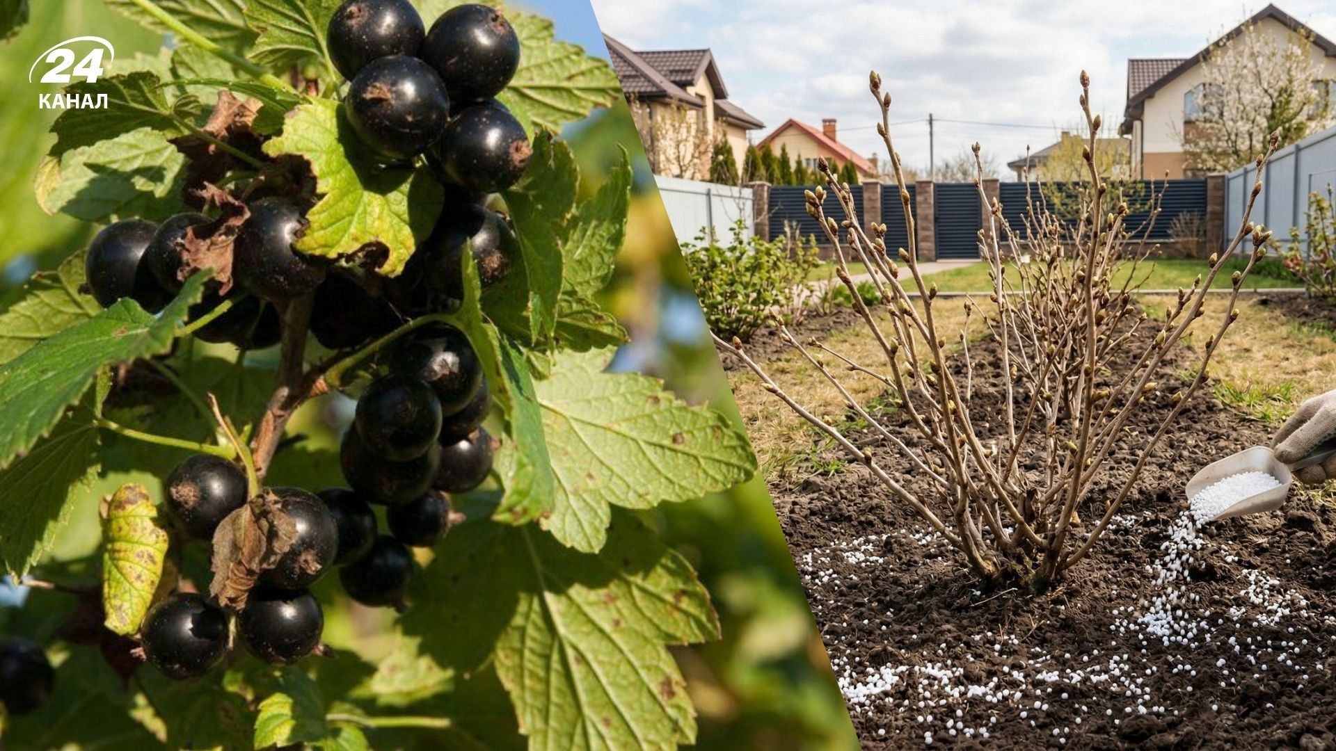 Простий спосіб підгодівлі смородини
