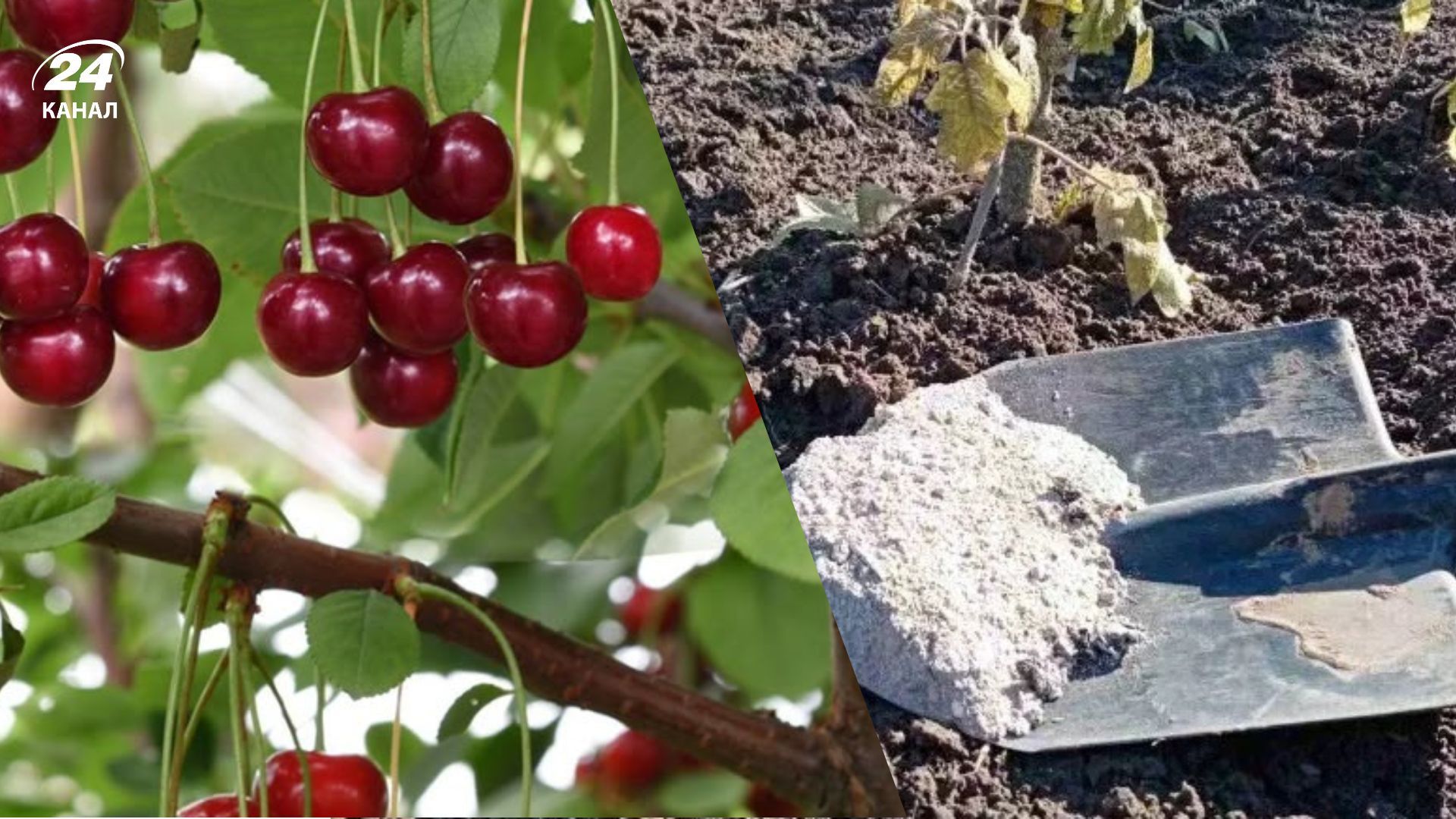 Простой способ подкормки вишни Простой способ подкормки вишни