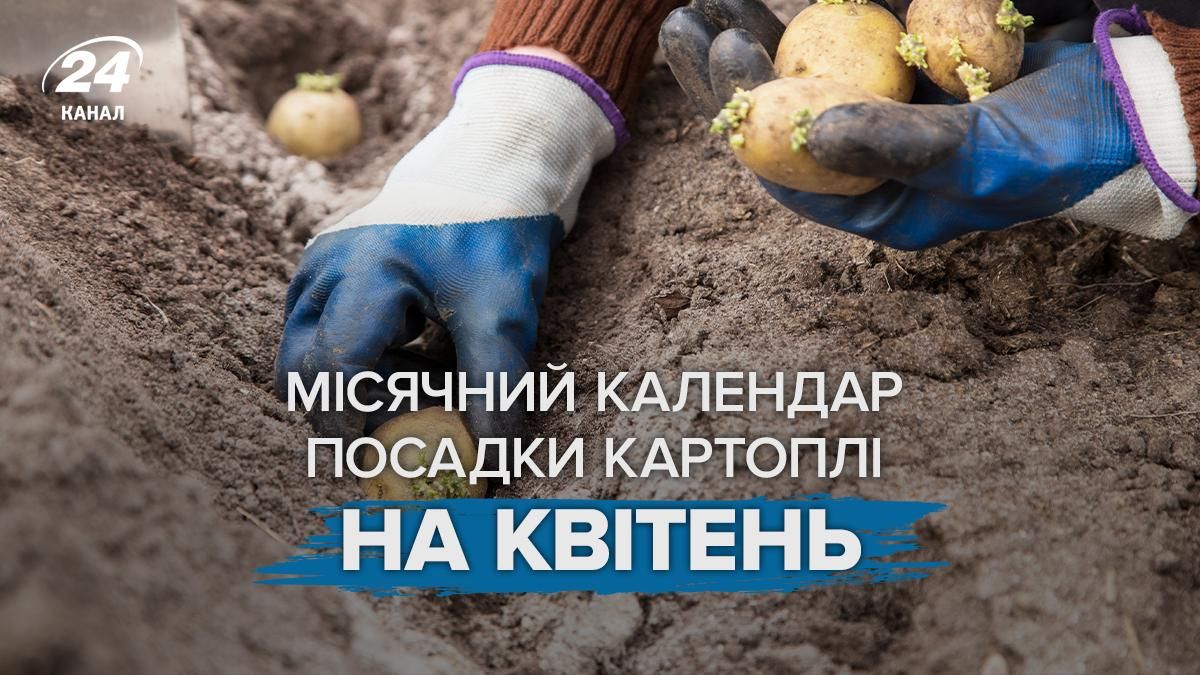 Місячний календар посадки картоплі, квітень 2026 - в які дні треба садити картоплю Місячний календар посадки картоплі, квітень 2026 - в які дні треба садити картоплю