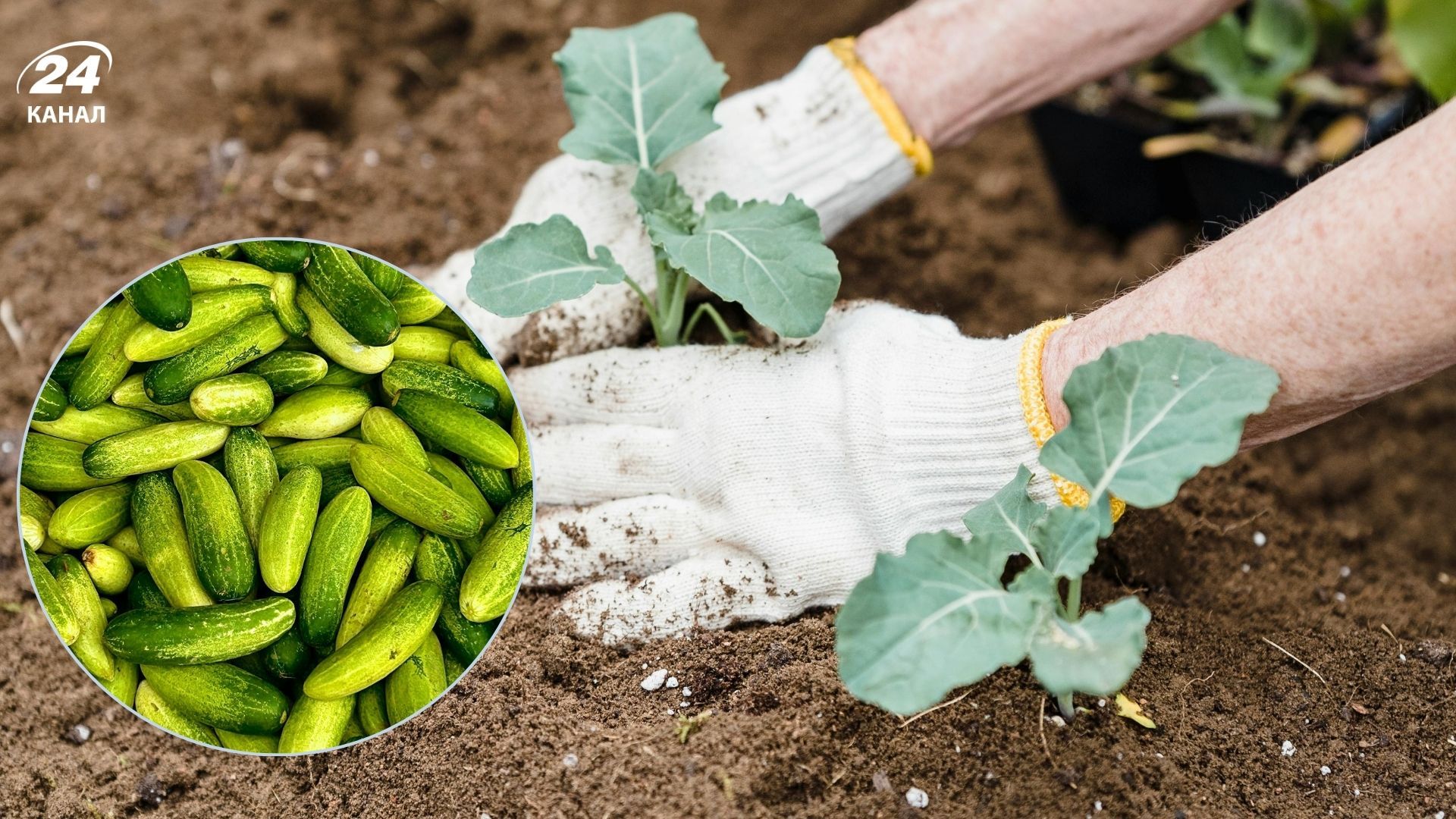 Правила посева огурцов в грунт