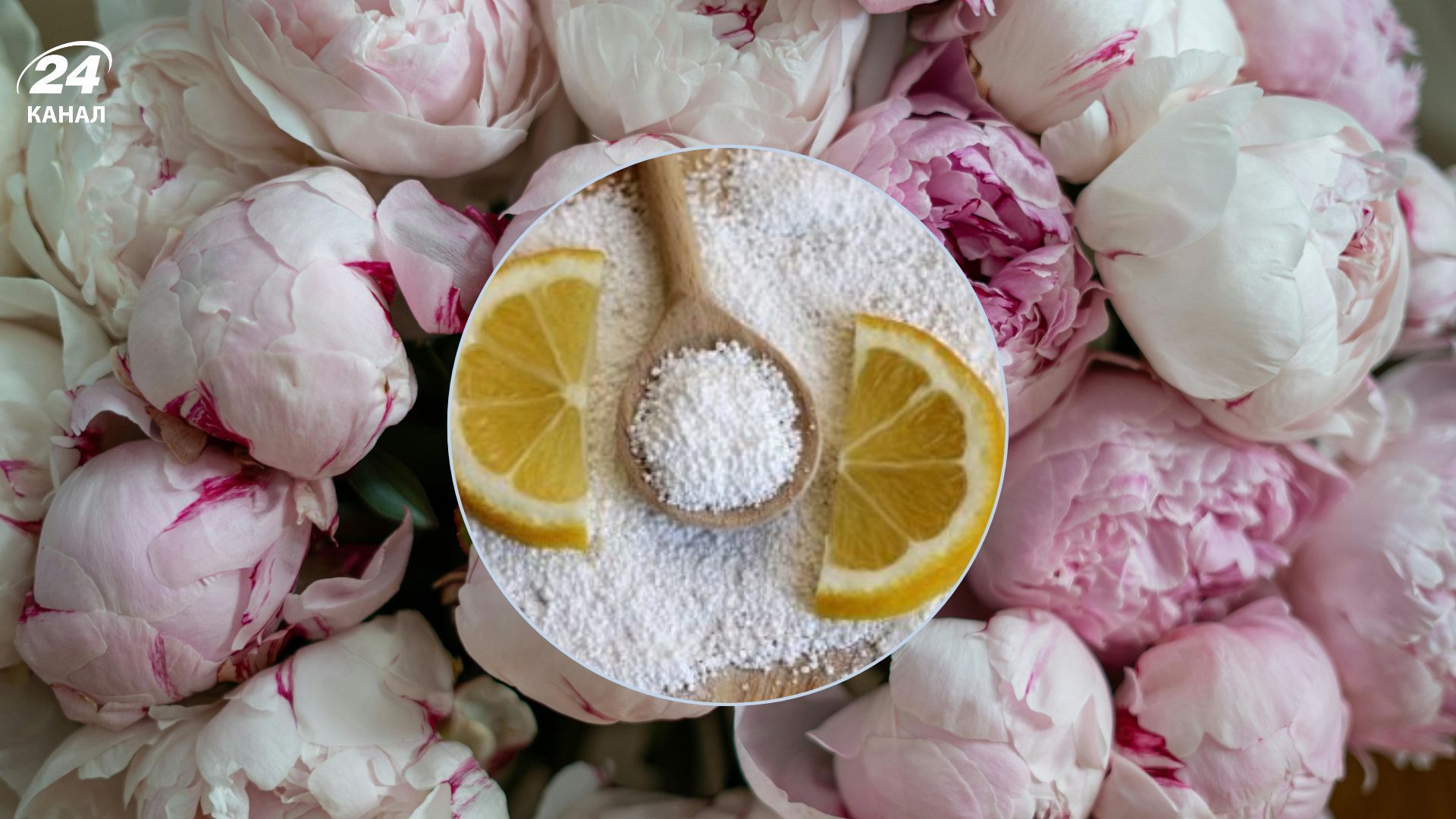 Названо корисне добриво для півоній