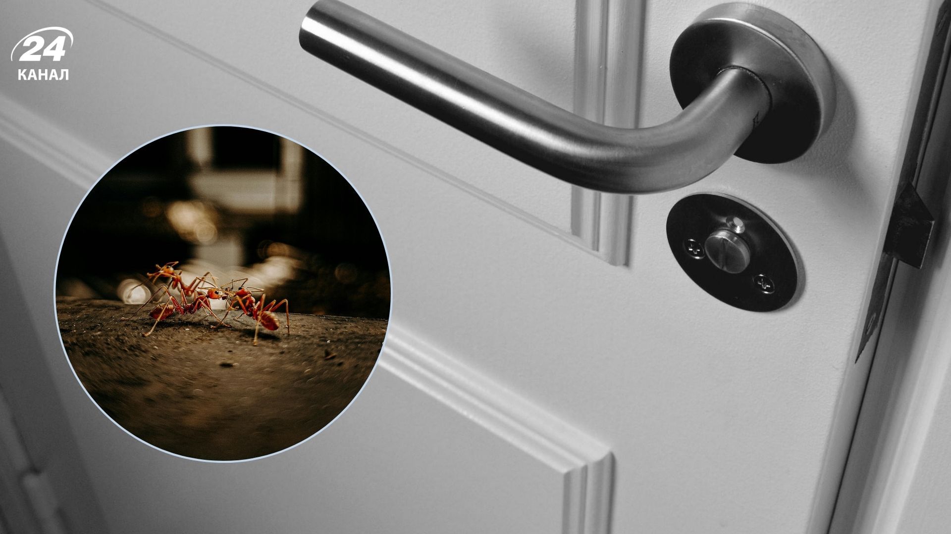 Уксус отпугивает муравьев из помещения