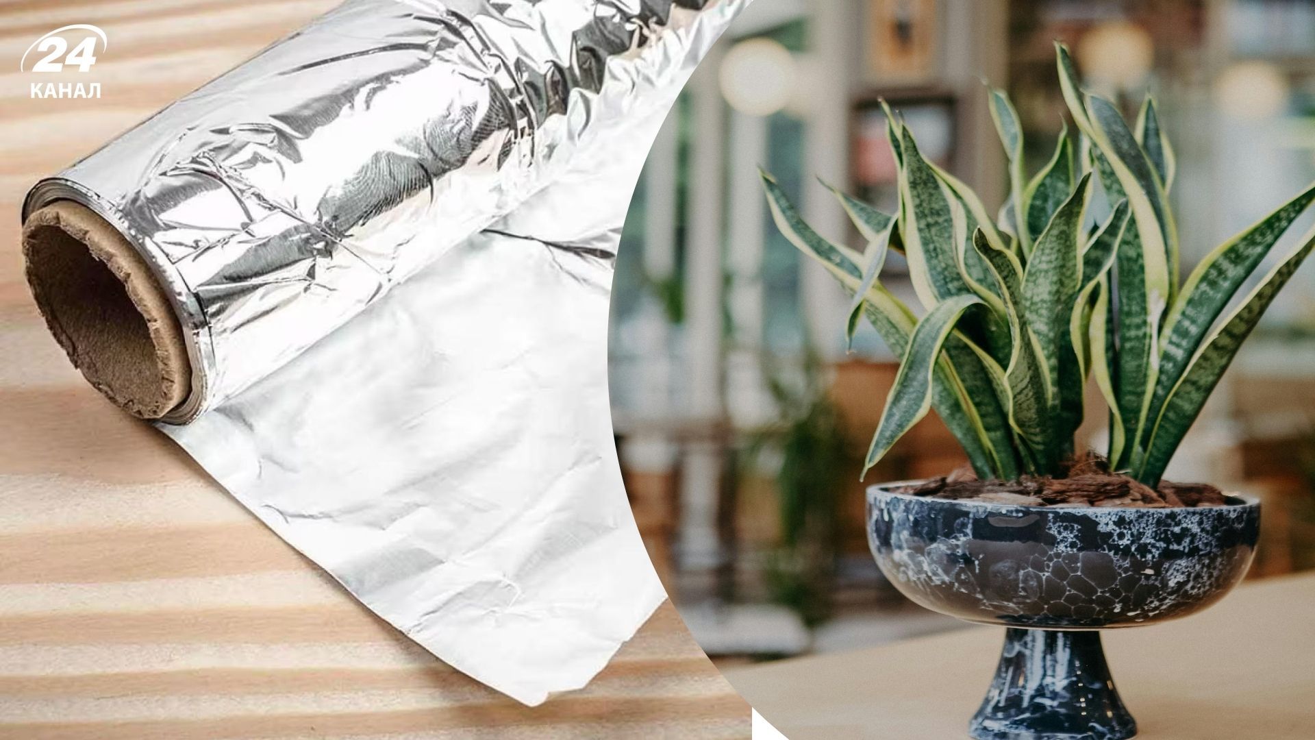 Листя сансев'єрії можна протирати алюмінієвою фольгою Листя сансев'єрії можна протирати алюмінієвою фольгою