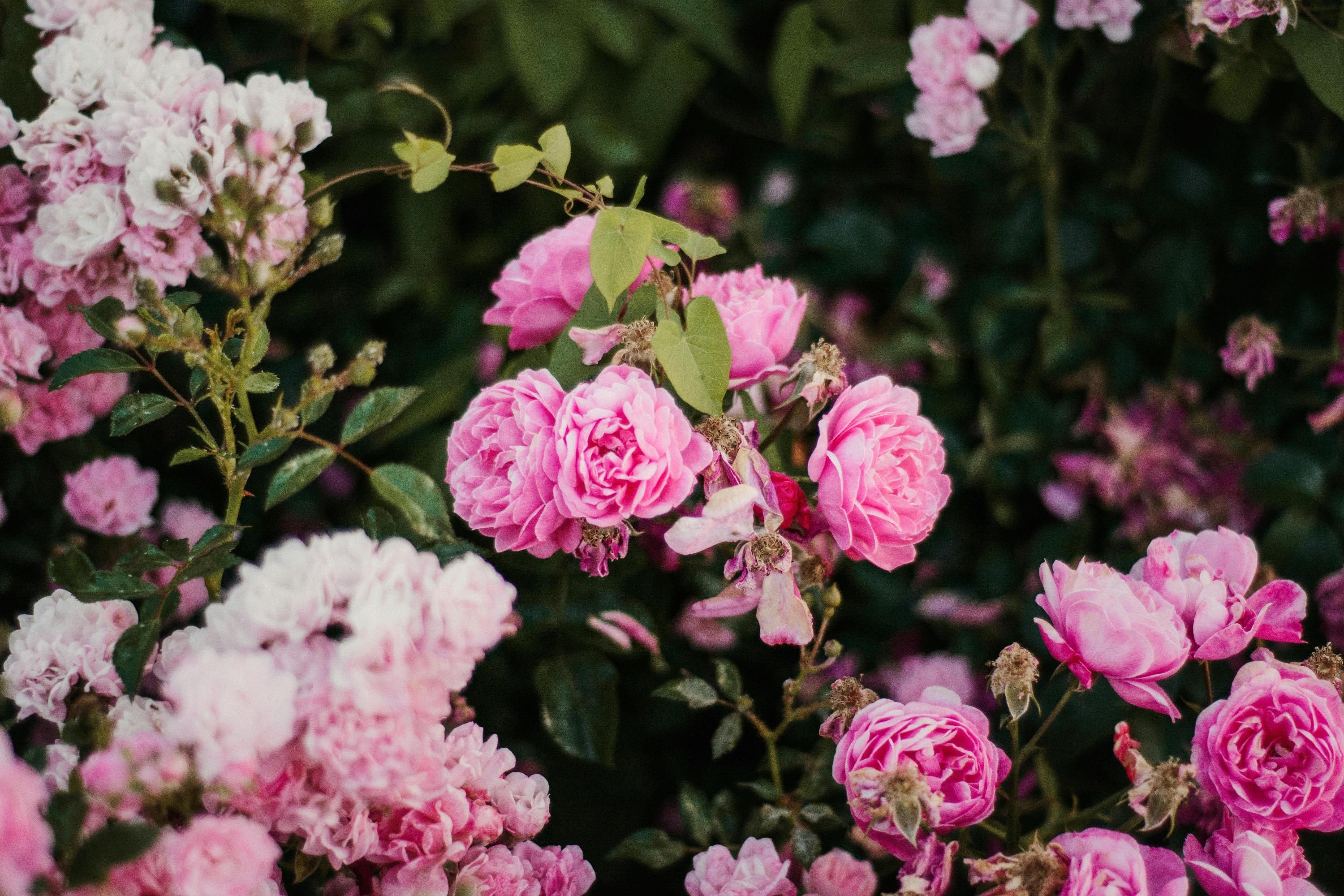 Весеннее удобрение для розы