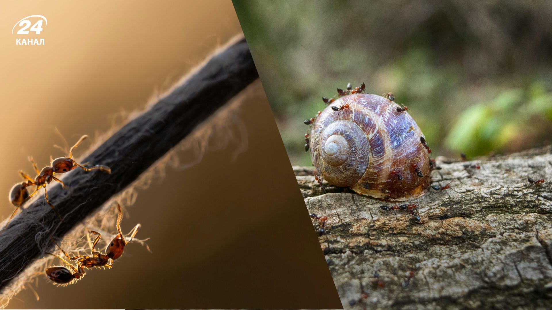 Простой способ выведения муравьев из дома Простой способ выведения муравьев из дома
