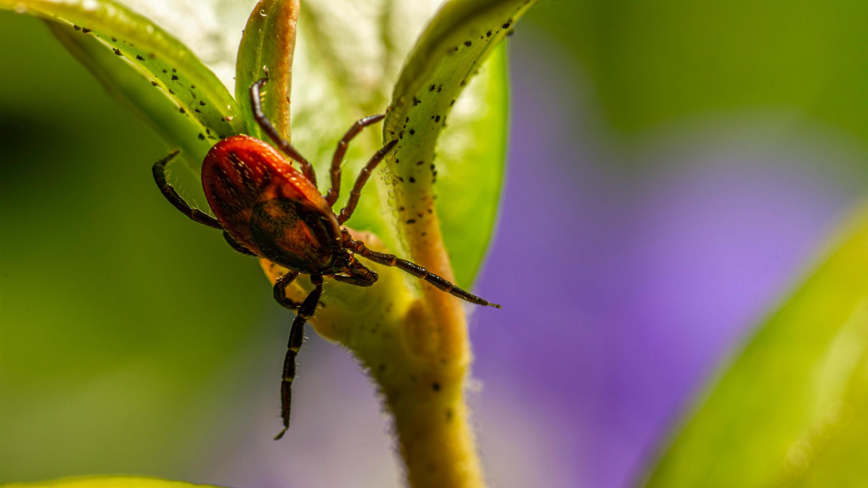Садоводы рассказали, как вывести клещей из сада