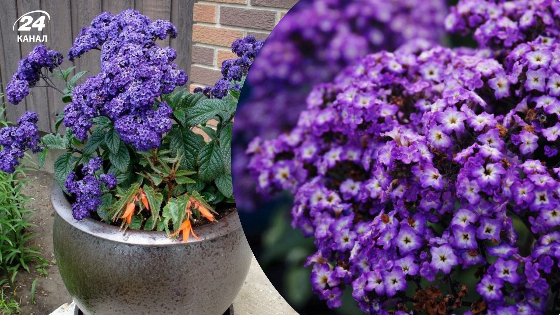 Перуанський геліотроп знову повертається в моду Перуанський геліотроп знову повертається в моду