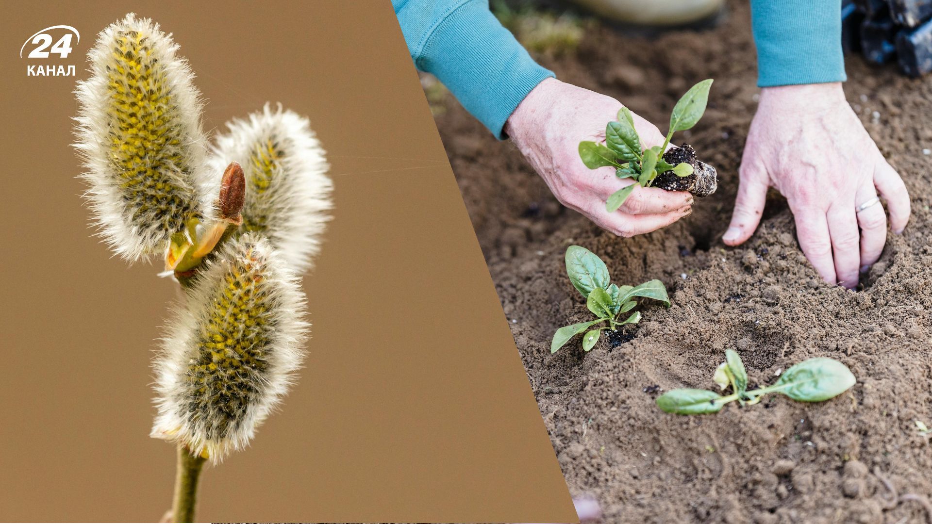 В Вербную неделю нельзя работать на огороде
