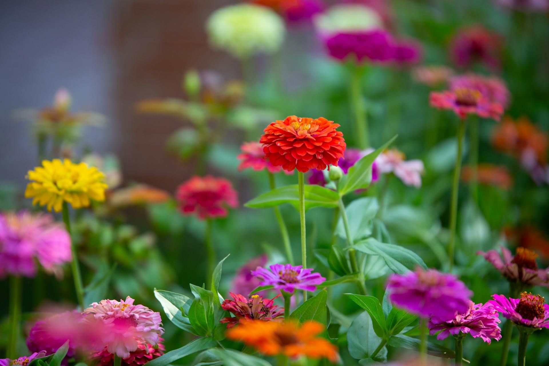 Деякі квіти ростуть дуже швидко