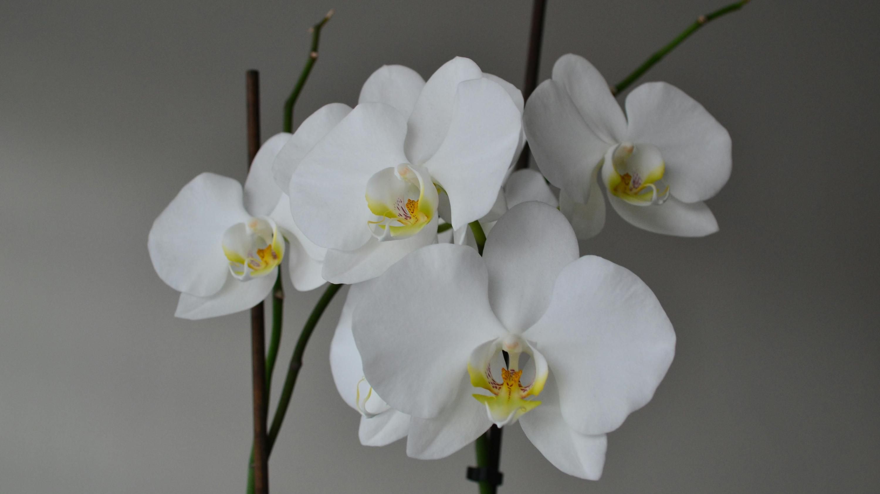 Догляд за орхідеєю у квітні Догляд за орхідеєю у квітні