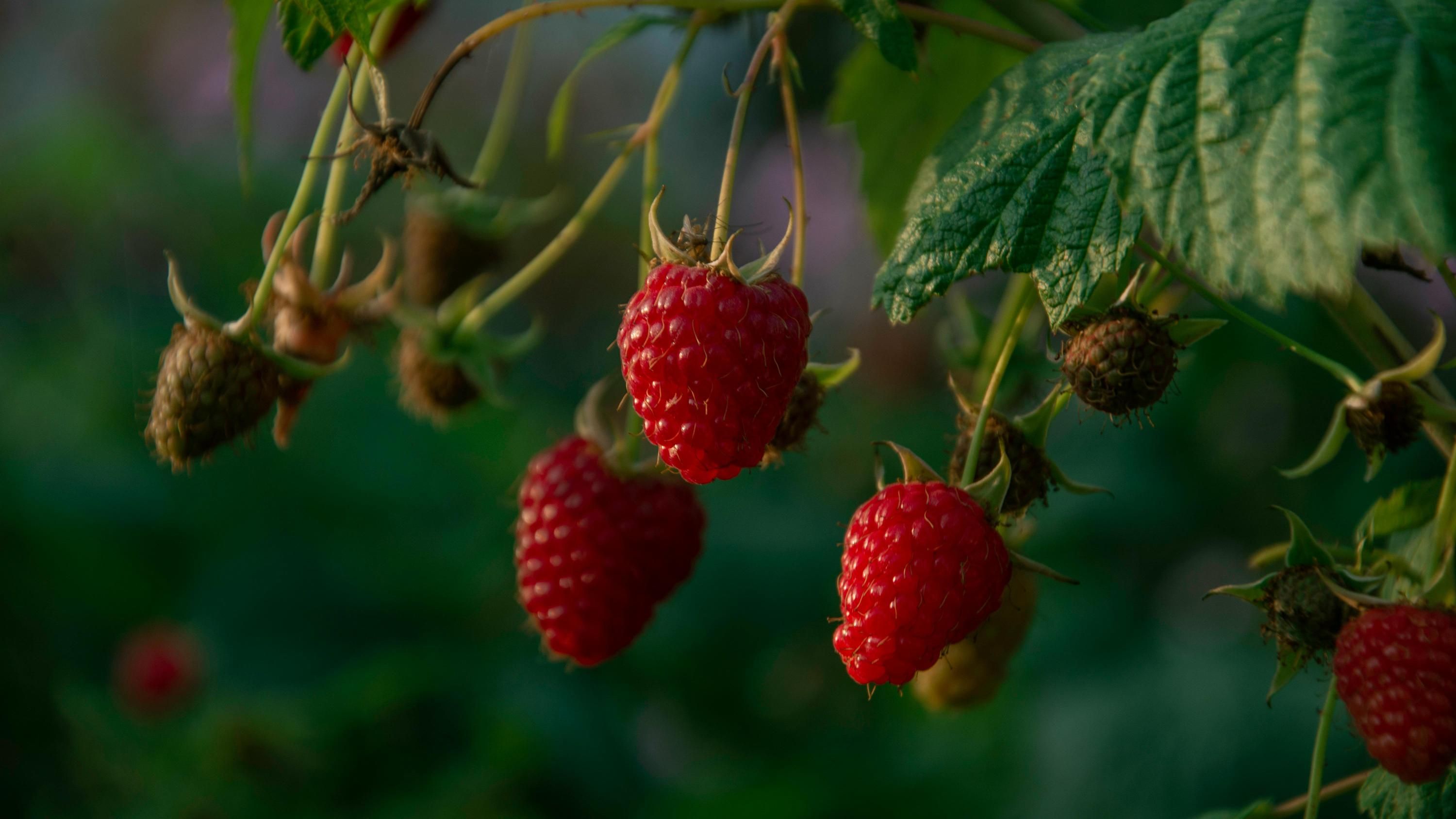 Домашній спрей захистить малину від шкідників Домашній спрей захистить малину від шкідників