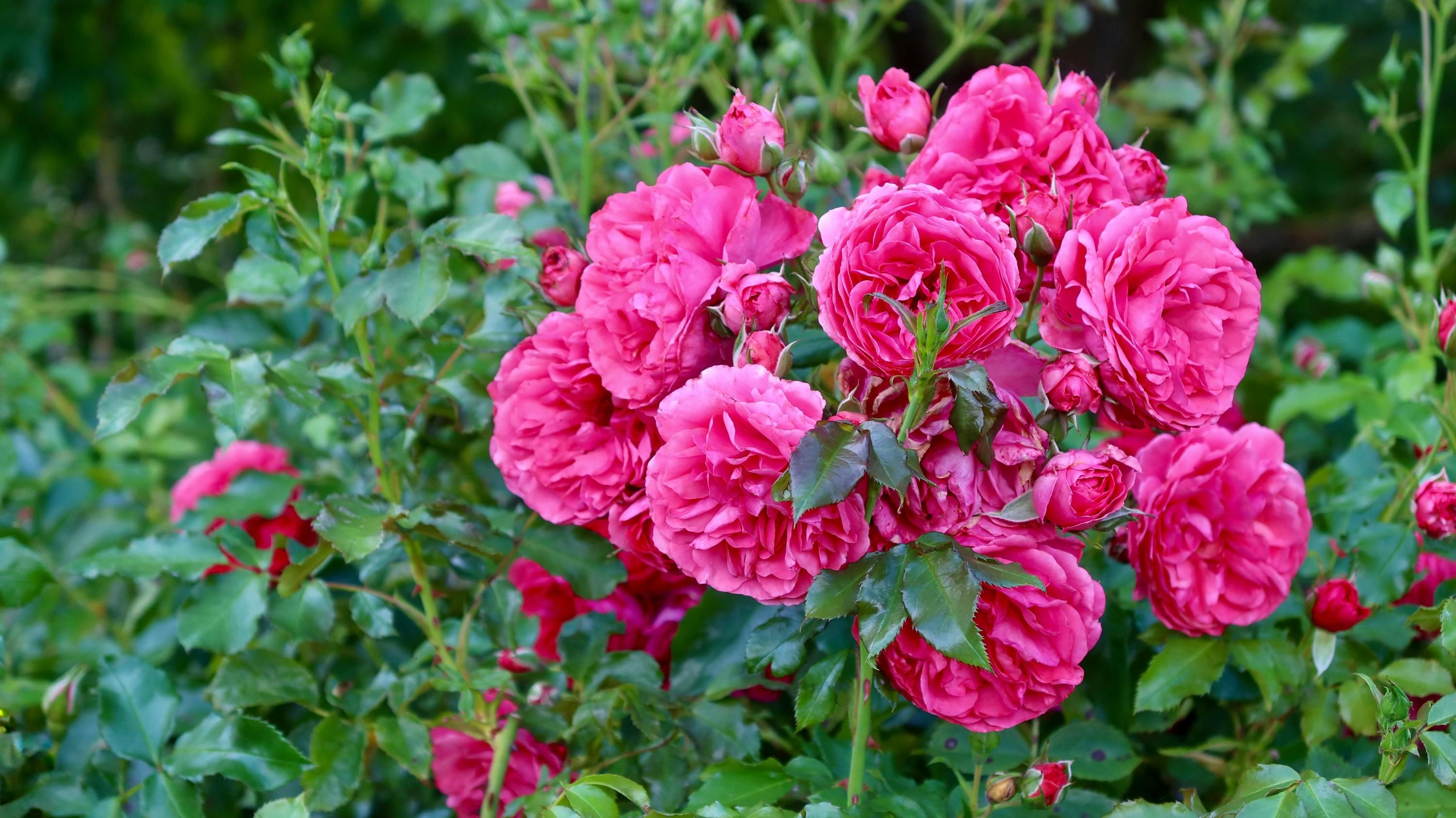 Дачник назвал полезное удобрение для роз Дачник назвал полезное удобрение для роз