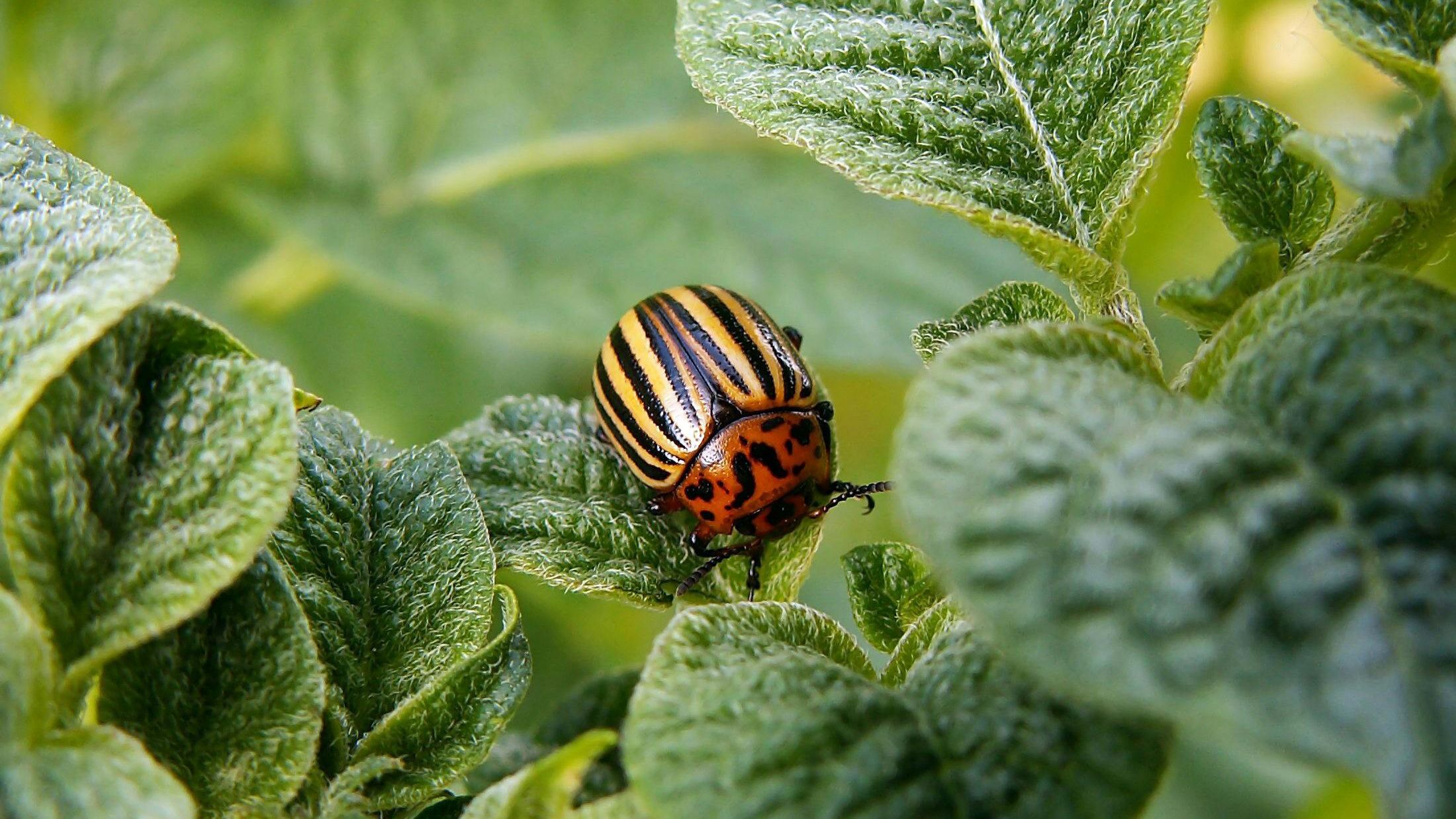 Простой метод истребления колорадского жука