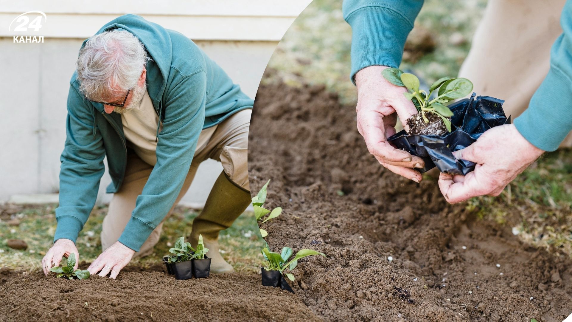 Що садити до Великодня, а що після Що садити до Великодня, а що після