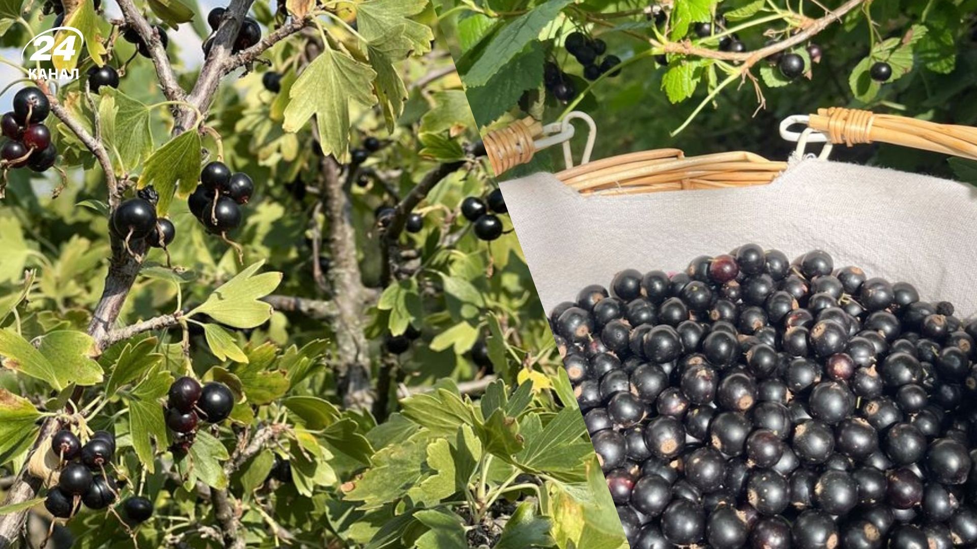 Названо найкраще добриво для смородини Названо найкраще добриво для смородини