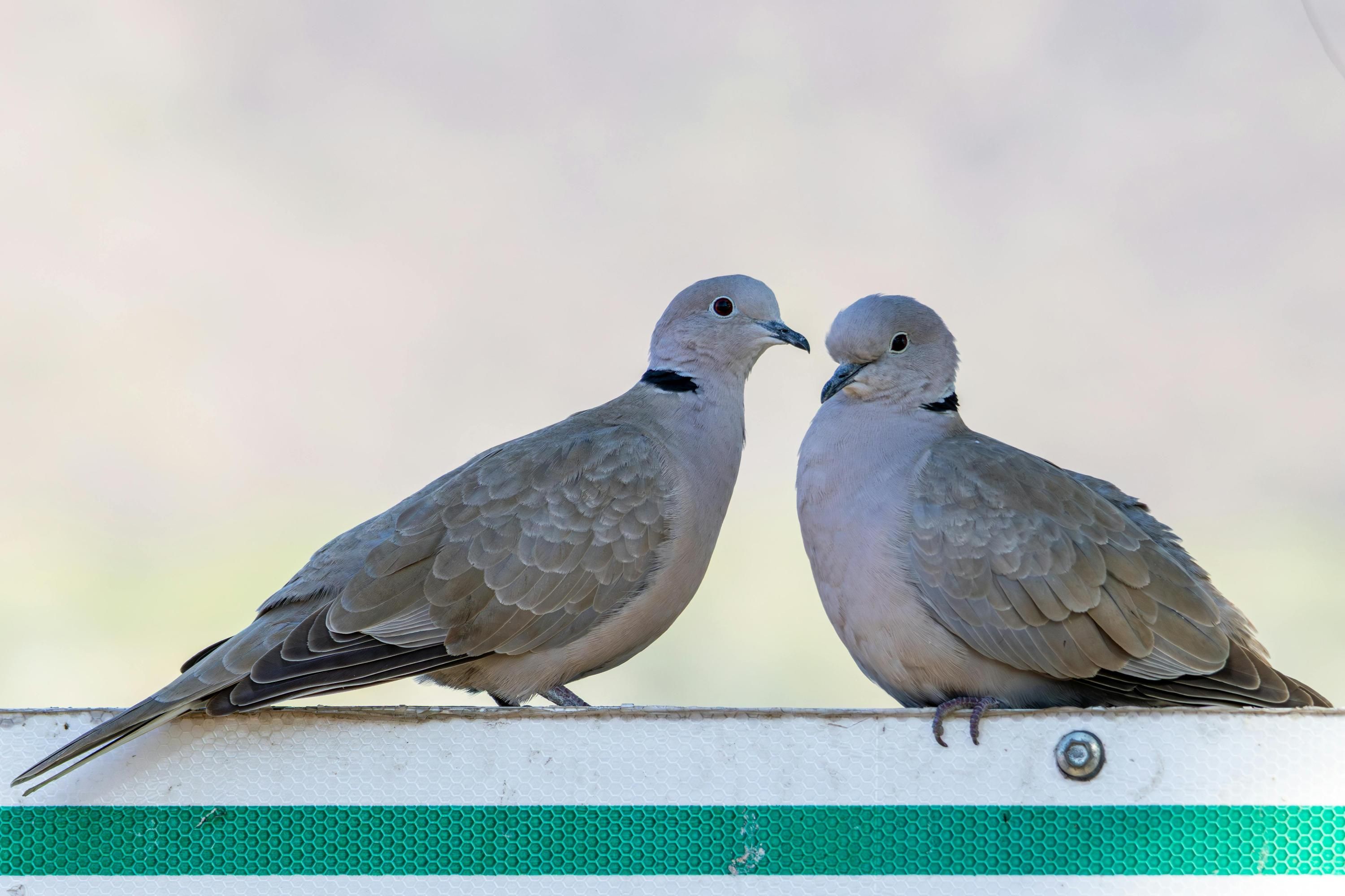 Голубей можно легко отпугнуть с балкона