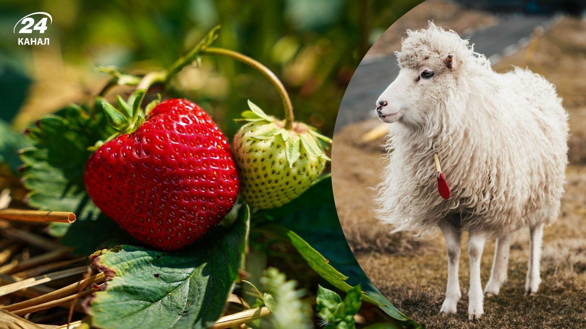 Вовна насичує полуницю азотом